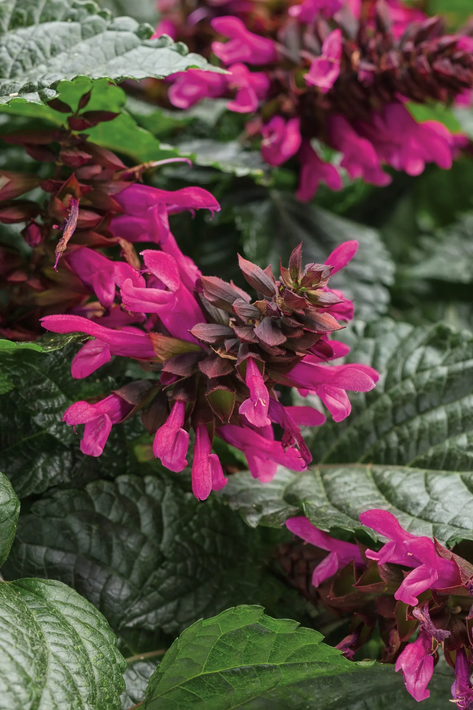 Fuchsia Salvia — with an upright habit that gives it useful structure in mixed plantings; almost electric note to warm-season plantings, image 62