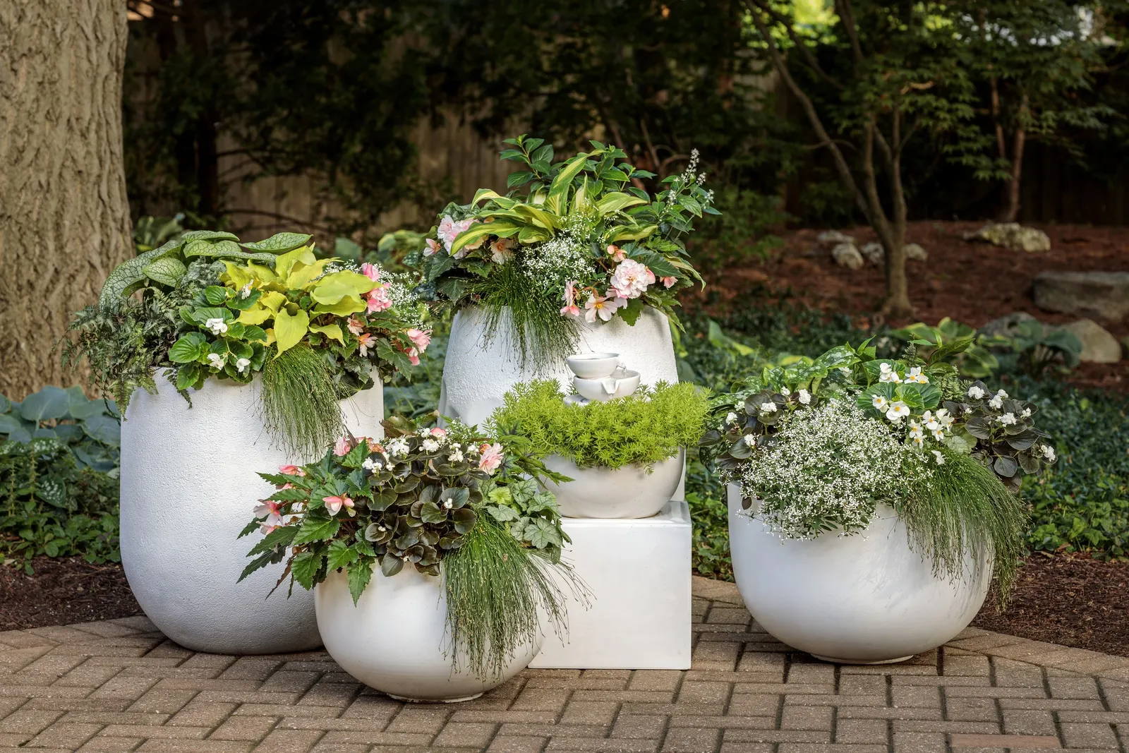 Fairytrail® White Cascade Hydrangea (Hydrangea x) — is a deciduous flowering shrub with an unusually graceful