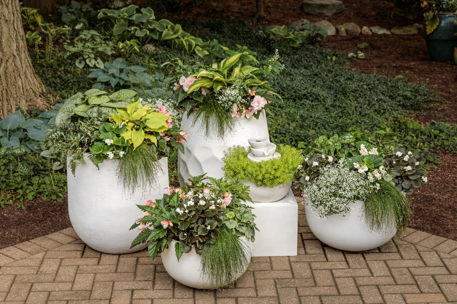 Fairytrail® White Cascade Hydrangea (Hydrangea x) — flowing silhouette rather than the upright mound typical of many hydrangeas