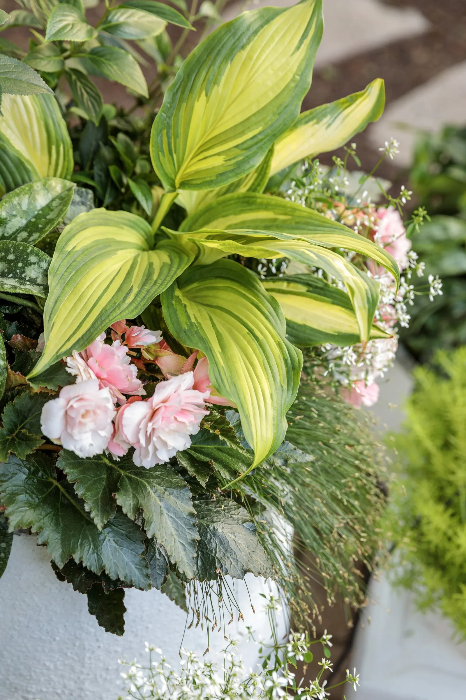 Fairytrail® White Cascade Hydrangea (Hydrangea x) — Fairytrail® White carries big white mophead blooms along its arching stems