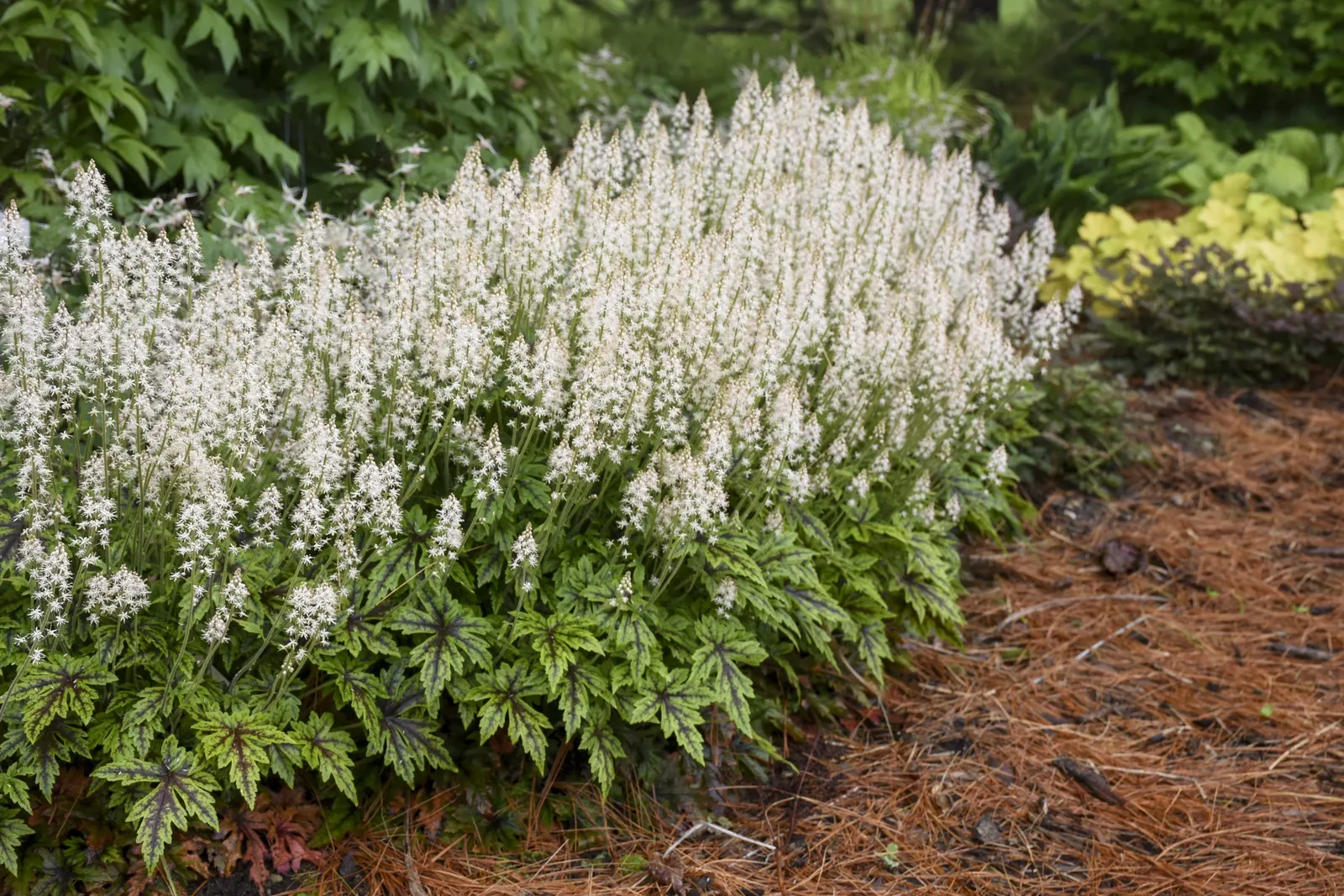 'Cutting Edge' Foamflower (Tiarella hybrid) — moisture-retentive soil with average to fertile conditions