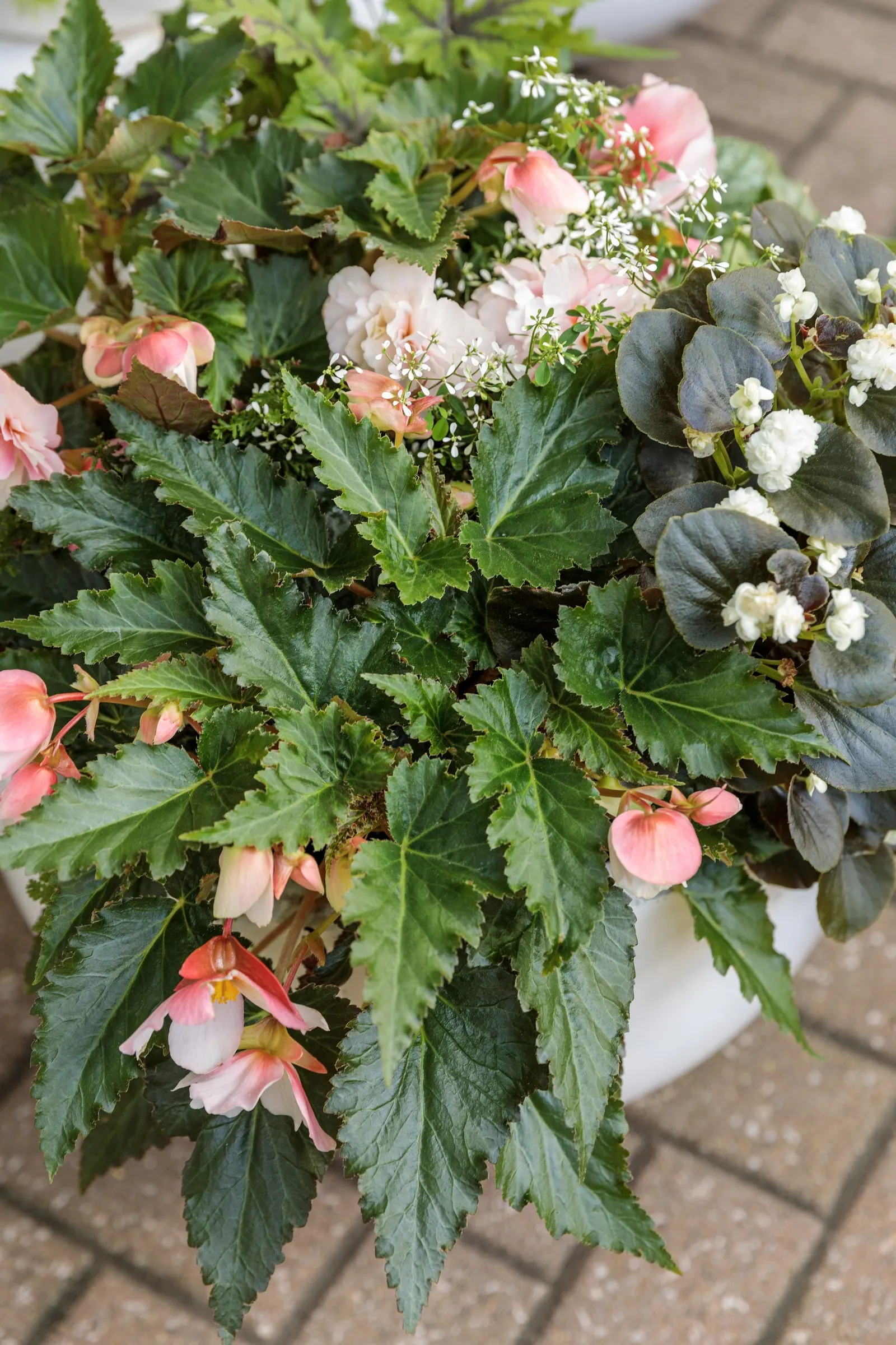 Fairytrail® White Cascade Hydrangea (Hydrangea x) — with flowers appearing at the nodes to create a plush