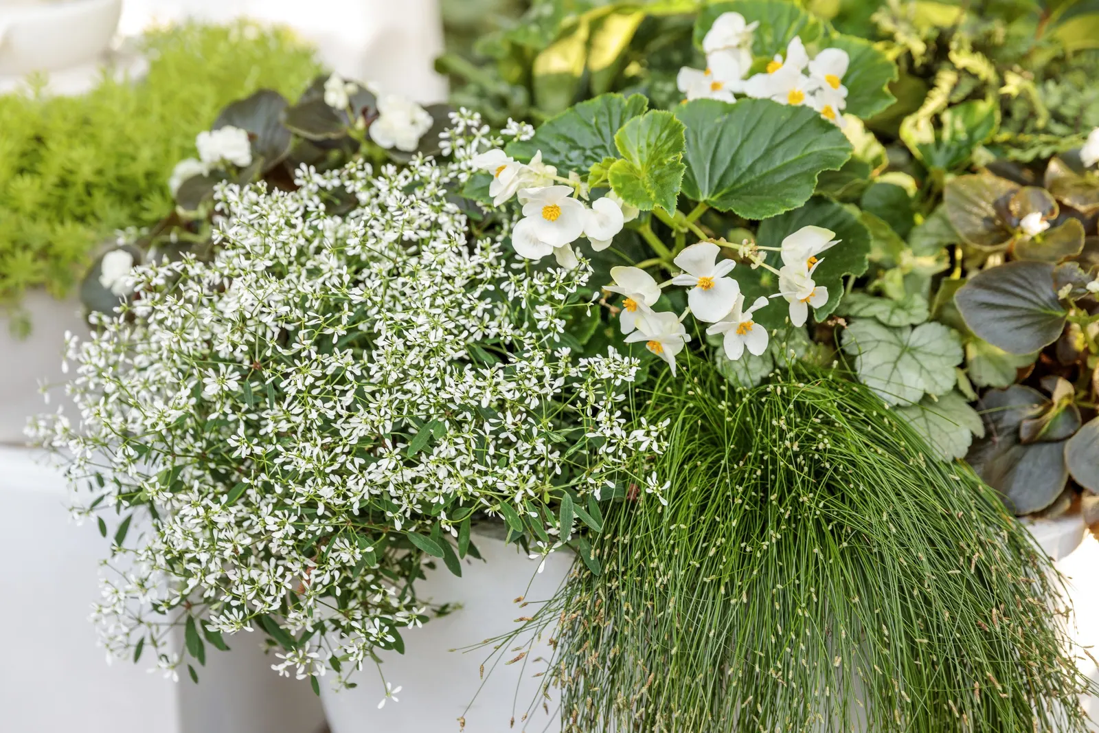 Fairytrail® White Cascade Hydrangea (Hydrangea x) — Grow in part shade with average