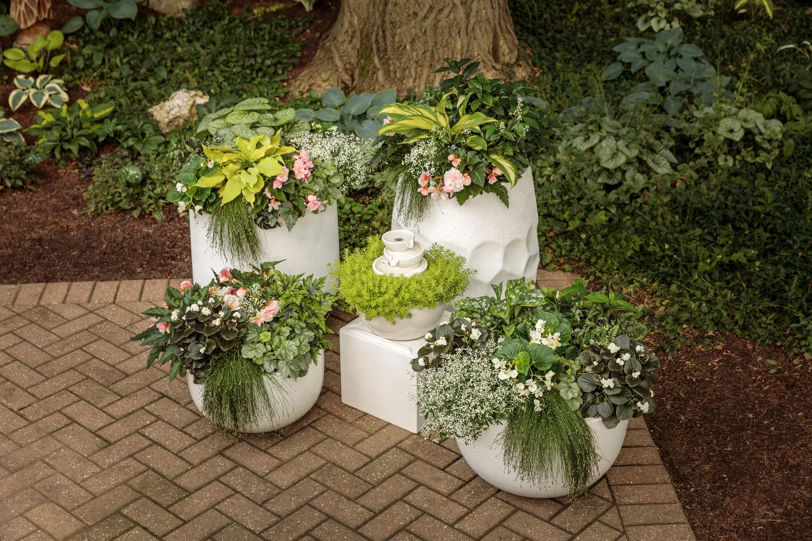 Fairytrail® White Cascade Hydrangea (Hydrangea x) — well-drained soil and steady moisture; avoid pruning