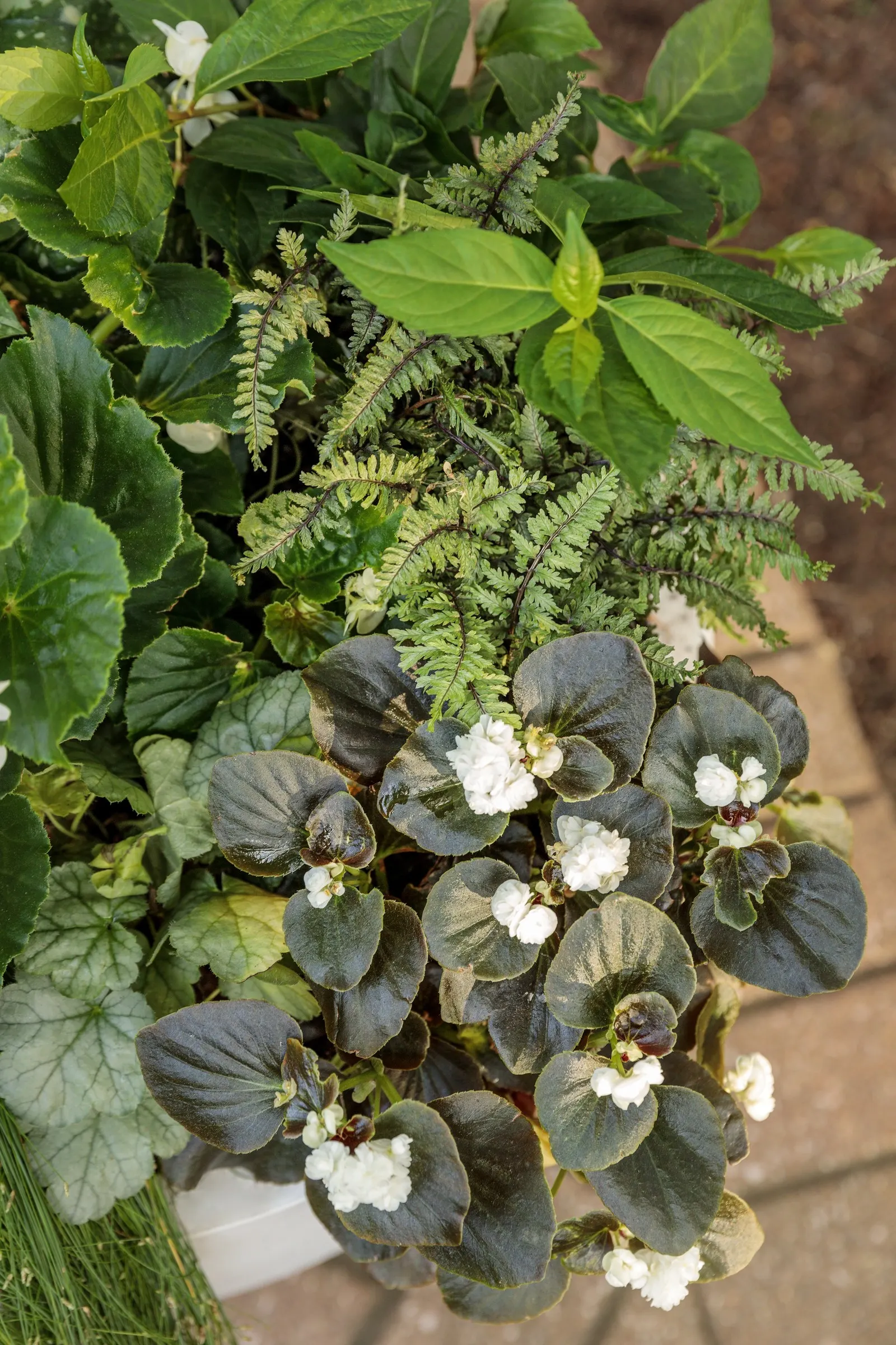 Fairytrail® White Cascade Hydrangea (Hydrangea x) — commonly referred to as Fairytrail® White Cascade Hydrangea