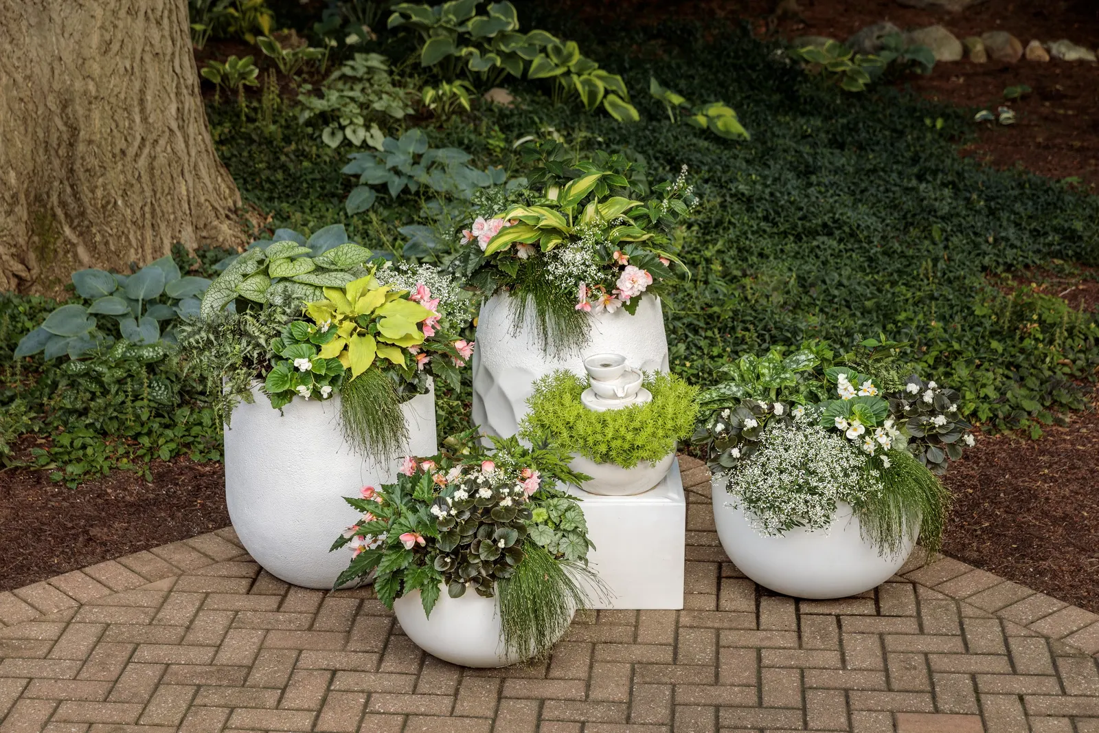 Fairytrail® White Cascade Hydrangea (Hydrangea x) — Part of the Proven Winners® Fairytrail® series