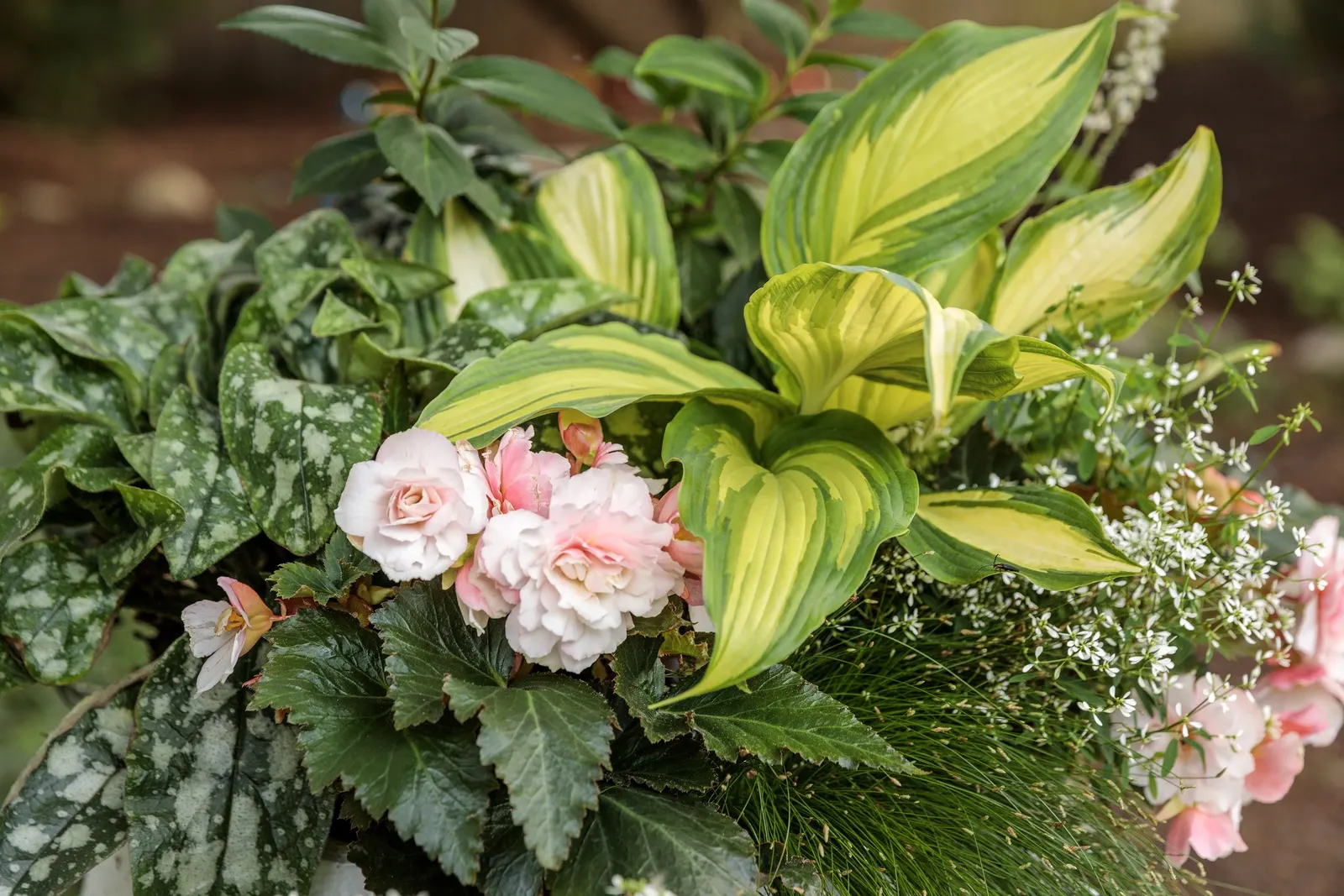 Fairytrail® White Cascade Hydrangea (Hydrangea x) — especially when the stems are allowed to spill naturally over an edge.<br><br>At maturity