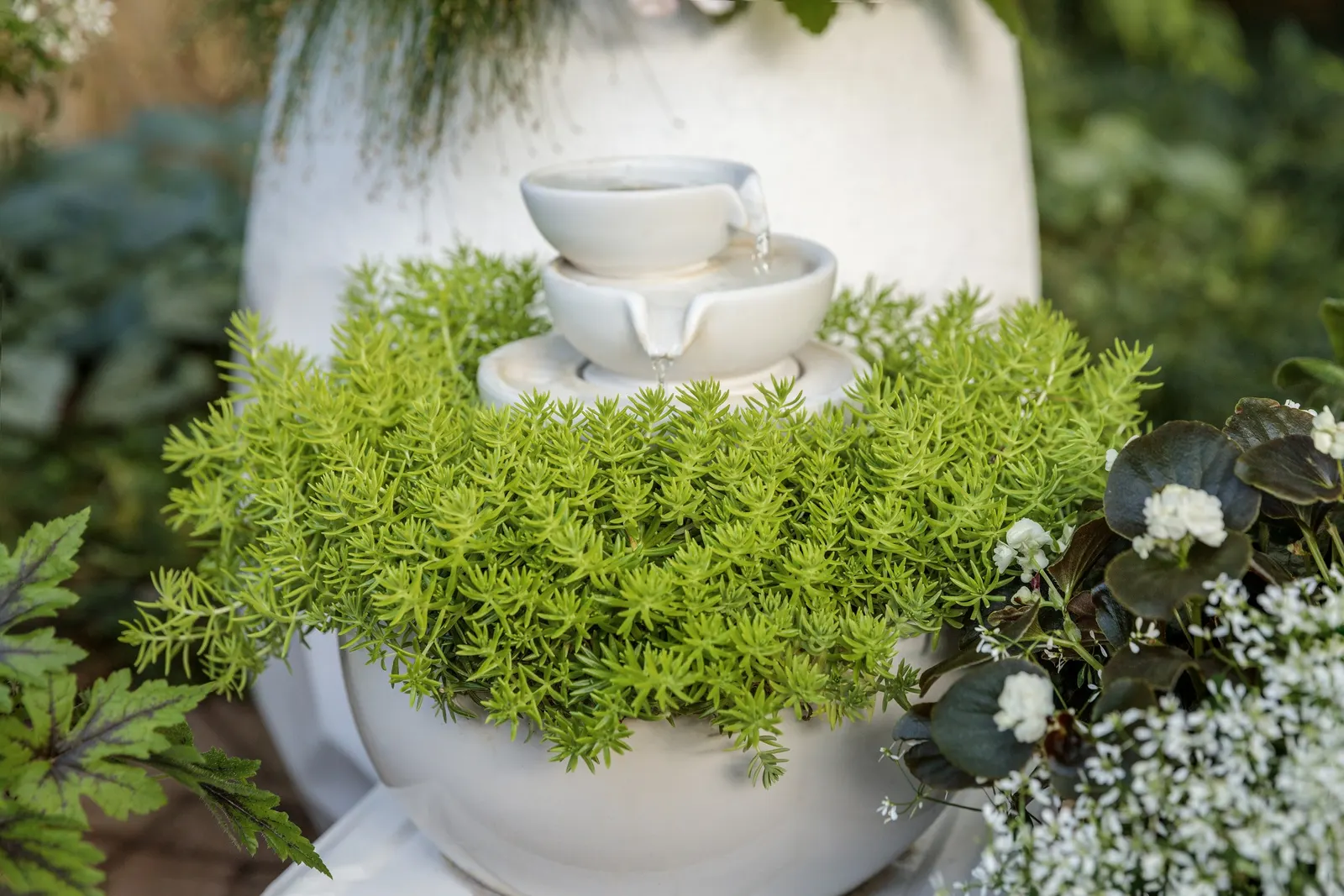 Fairytrail® White Cascade Hydrangea (Hydrangea x) — Fairytrail® White reaches about 4 feet tall and spreads 4 to 5 feet wide