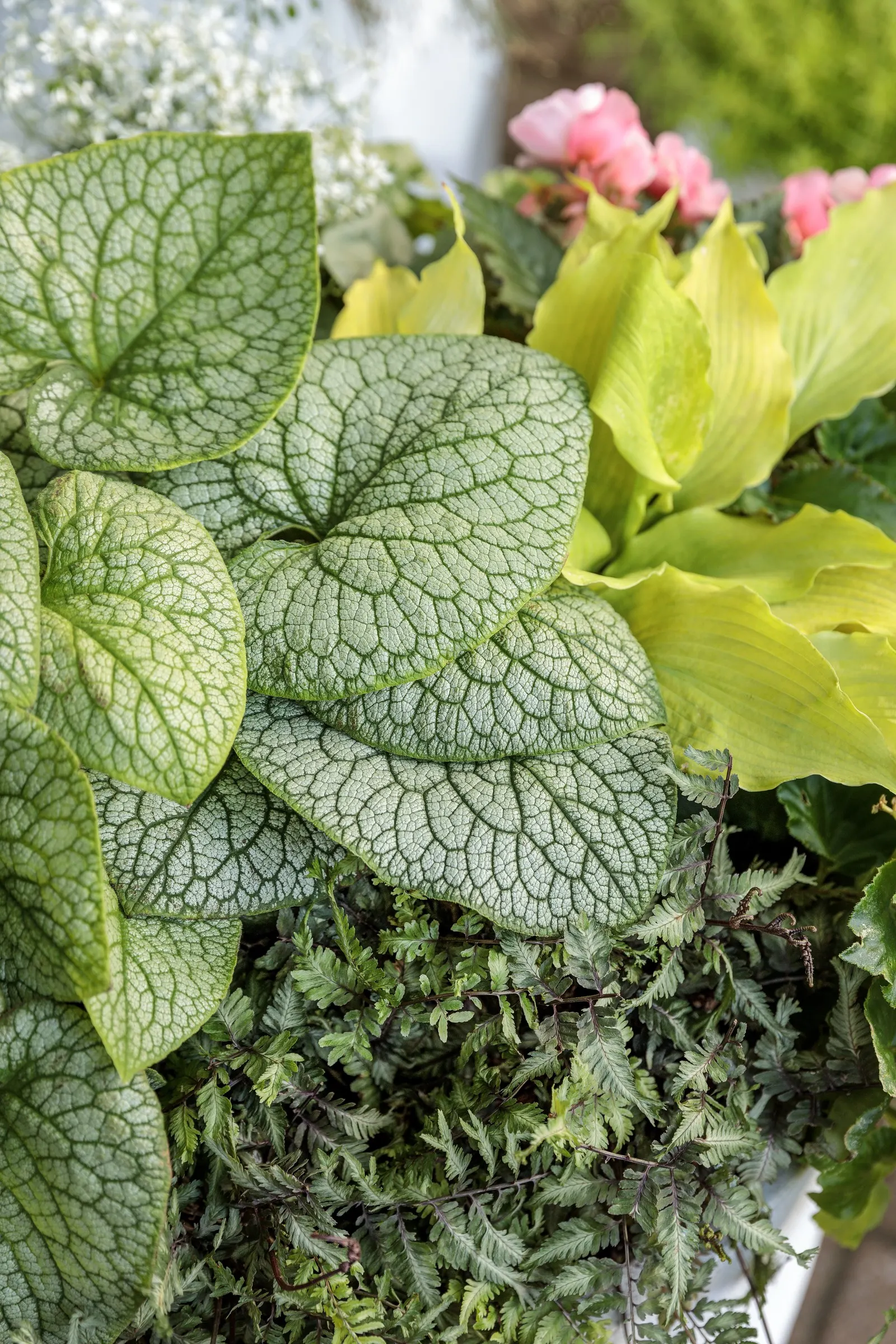 Fairytrail® White Cascade Hydrangea (Hydrangea x) — The Hydrangea x is a trailing deciduous shrub known as Fairytrail® White Cascade Hydrangea