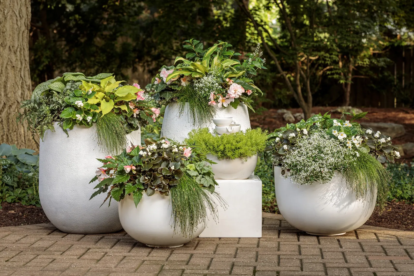 Fairytrail® White Cascade Hydrangea (Hydrangea x) — It matures around 4 feet tall and 4-5 feet wide, creating a soft, fountain-like form