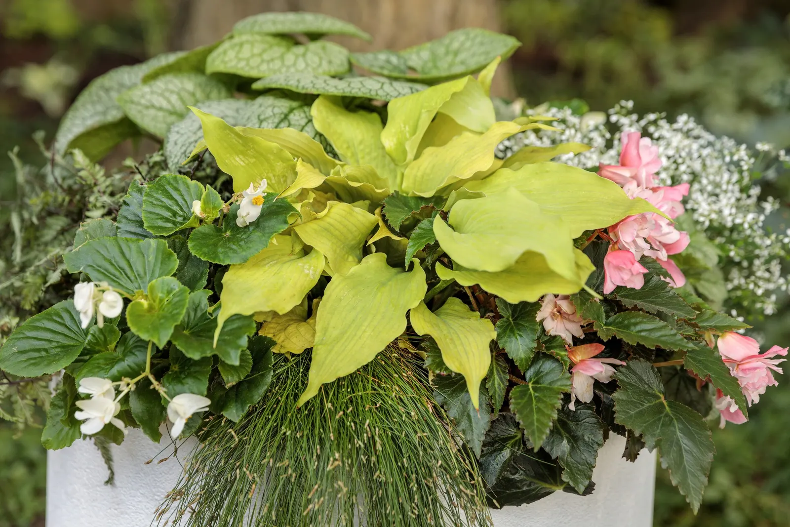 Fairytrail® White Cascade Hydrangea (Hydrangea x) — trailing habit that brings a fresh design language to the hydrangea palette