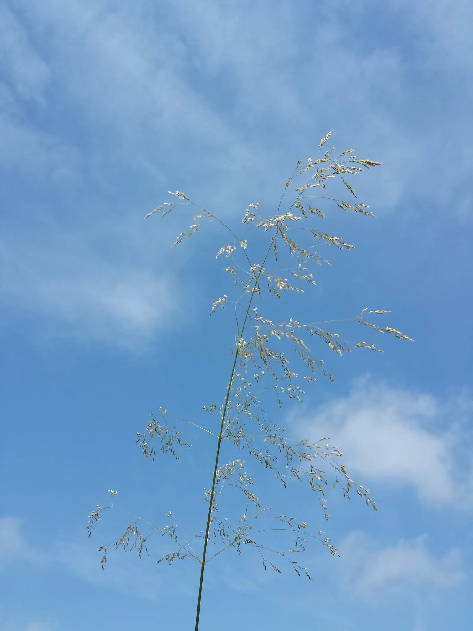 Tufted Hair Grass (Deschampsia Cespitosa) — Tufted Hair Grass (Deschampsia cespitosa) is an elegant; delicate flower panicles that shimmer golden, image 93