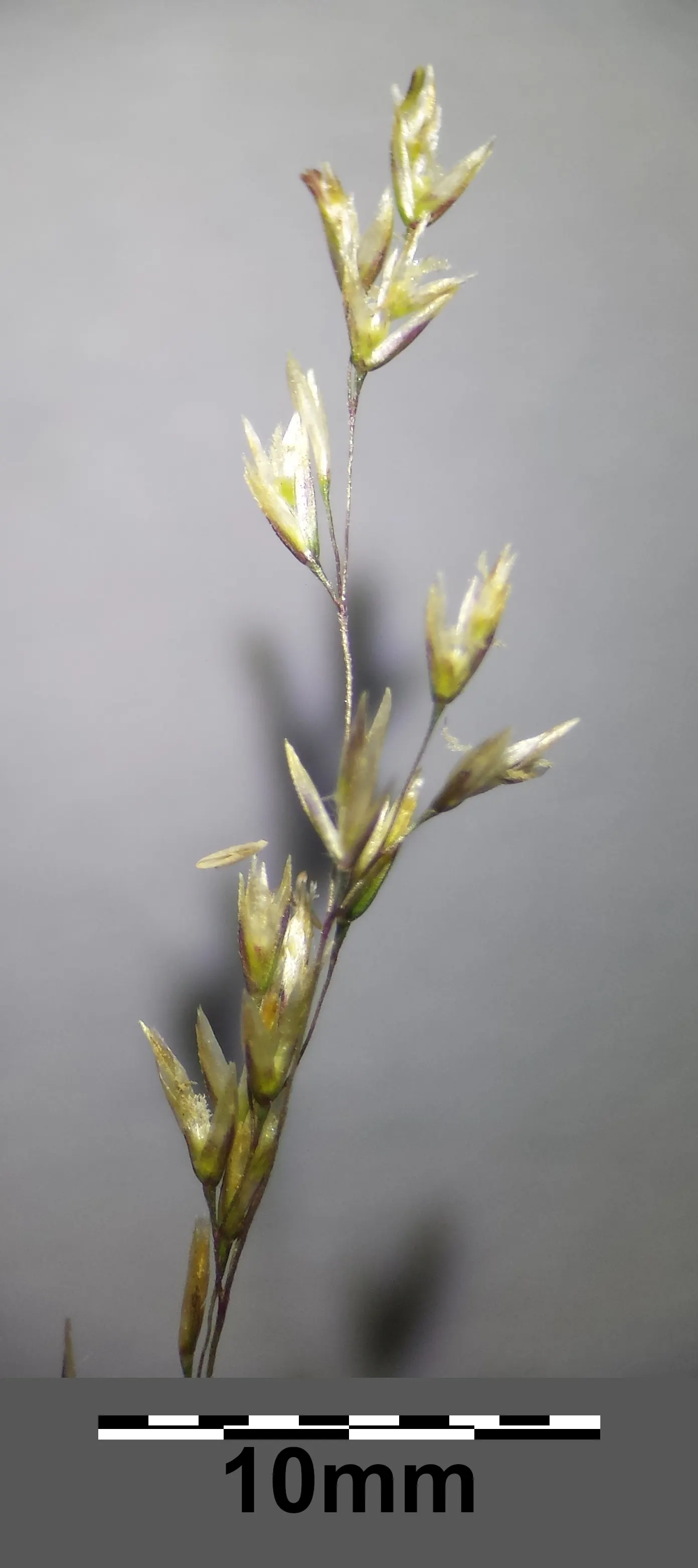 Tufted Hair Grass (Deschampsia Cespitosa) — Tufted Hair Grass assumes a light green shade that transitions to golden-yellow hues in autumn; this, image 84