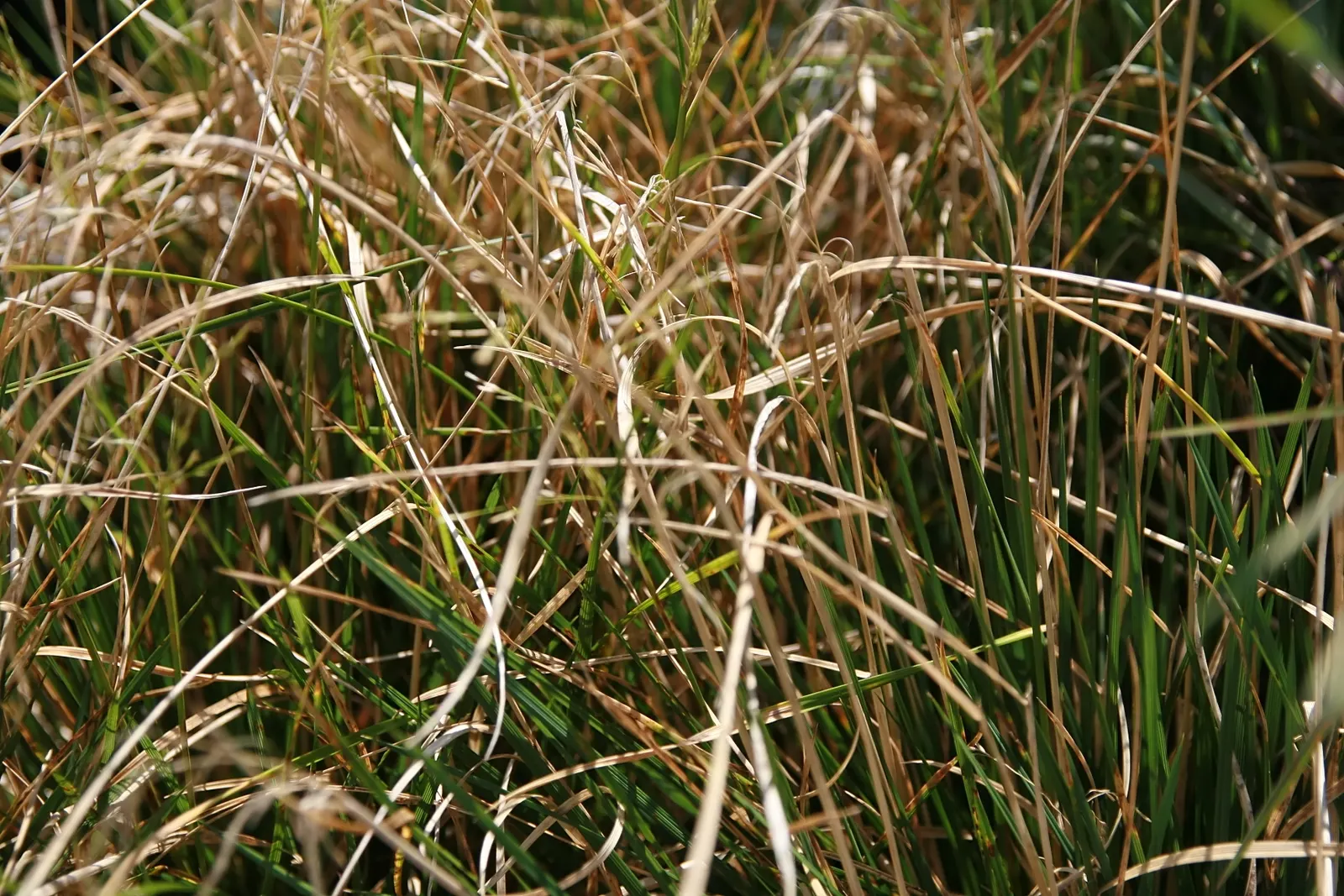 Tufted Hair Grass (Deschampsia Cespitosa) — creating a stunning display when backlit by the sun.<br><br>Requiring minimal maintenance