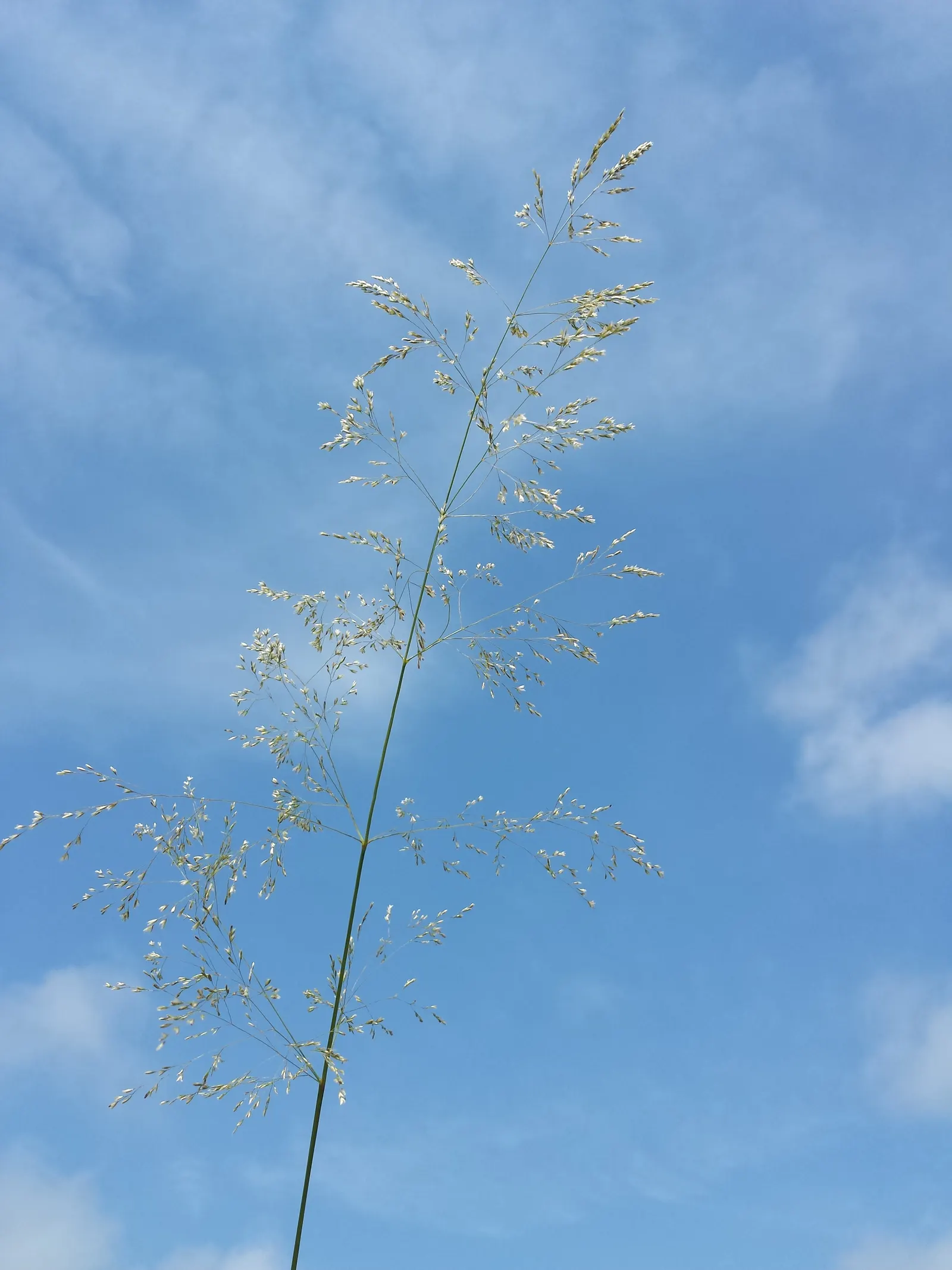 Tufted Hair Grass (Deschampsia Cespitosa) — scientifically known as Deschampsia cespitosa; hardy, low-maintenance, and provides graceful movement, image 77