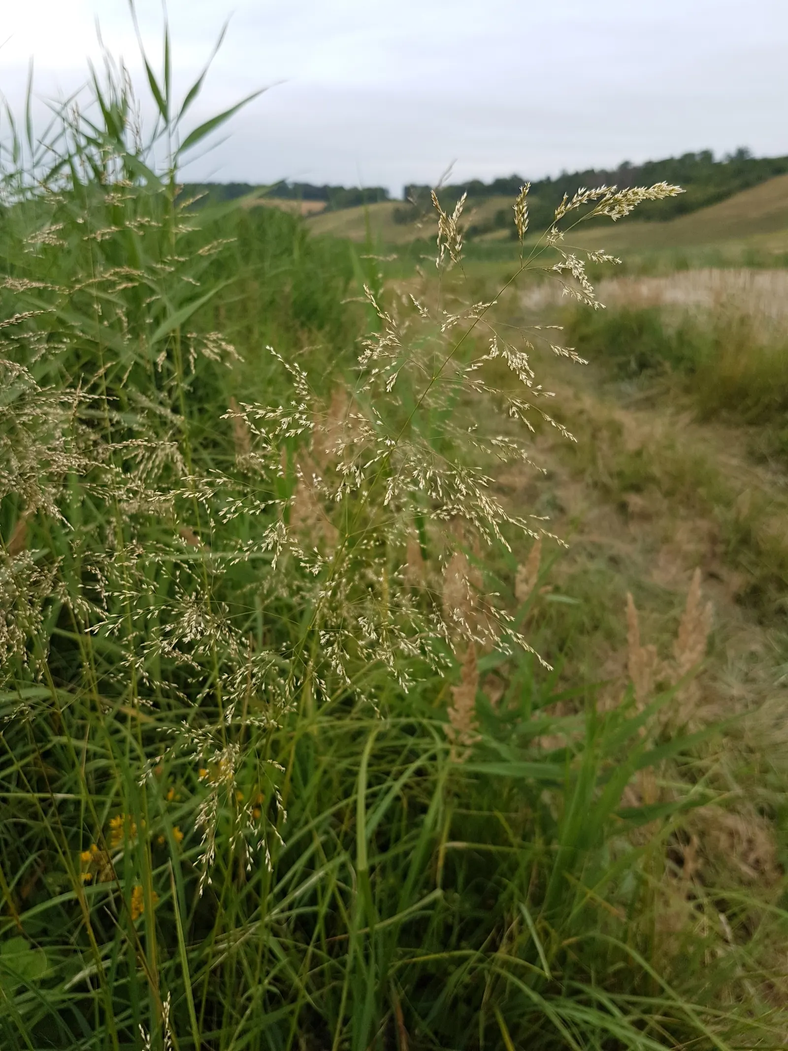 Tufted Hair Grass (Deschampsia Cespitosa) — scientifically known as Deschampsia cespitosa; hardy, low-maintenance, and provides graceful movement, it's ideal