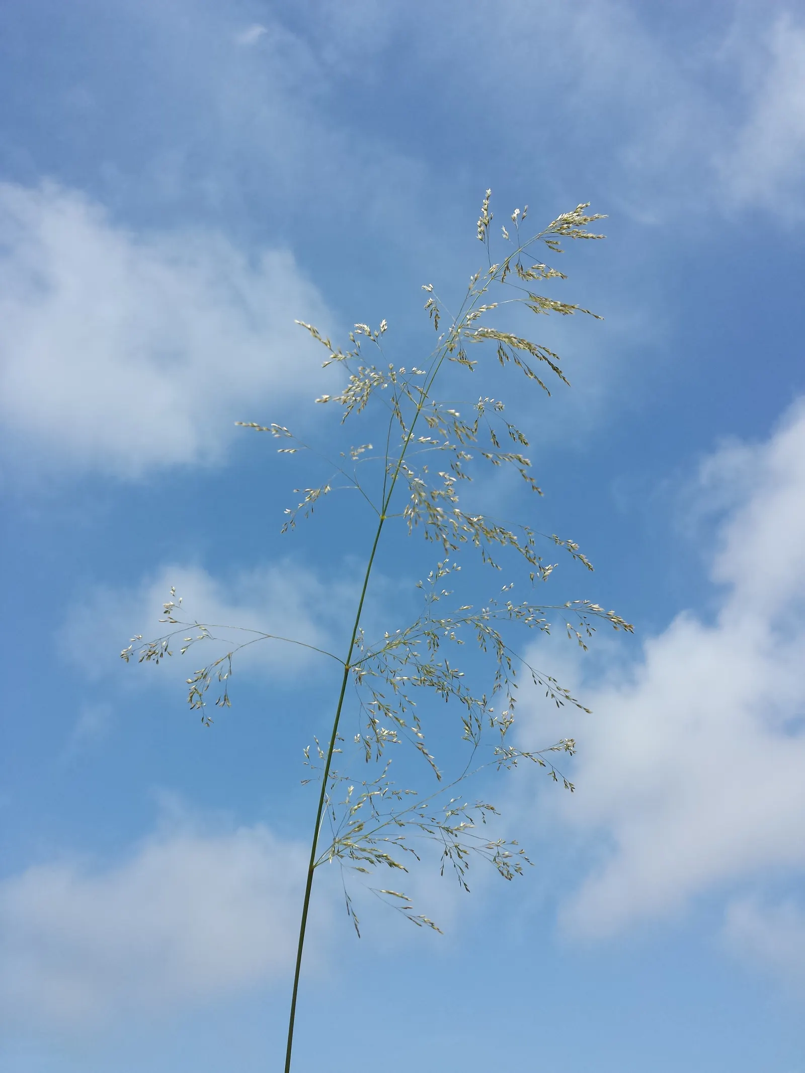 Tufted Hair Grass (Deschampsia Cespitosa) — blend seamlessly into meadow plantings