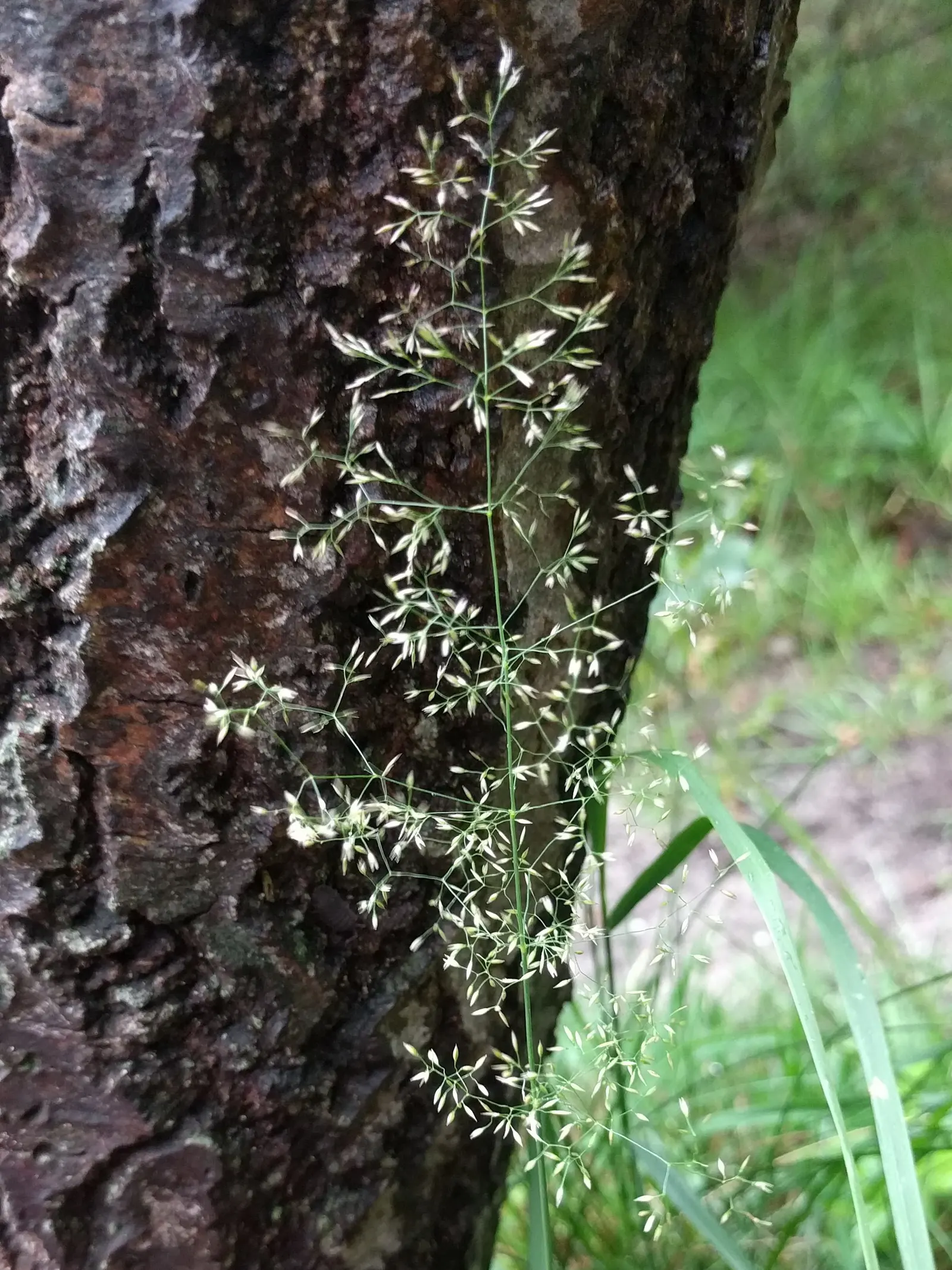 Tufted Hair Grass (Deschampsia Cespitosa) — Tufted Hair Grass (Deschampsia cespitosa) is an elegant