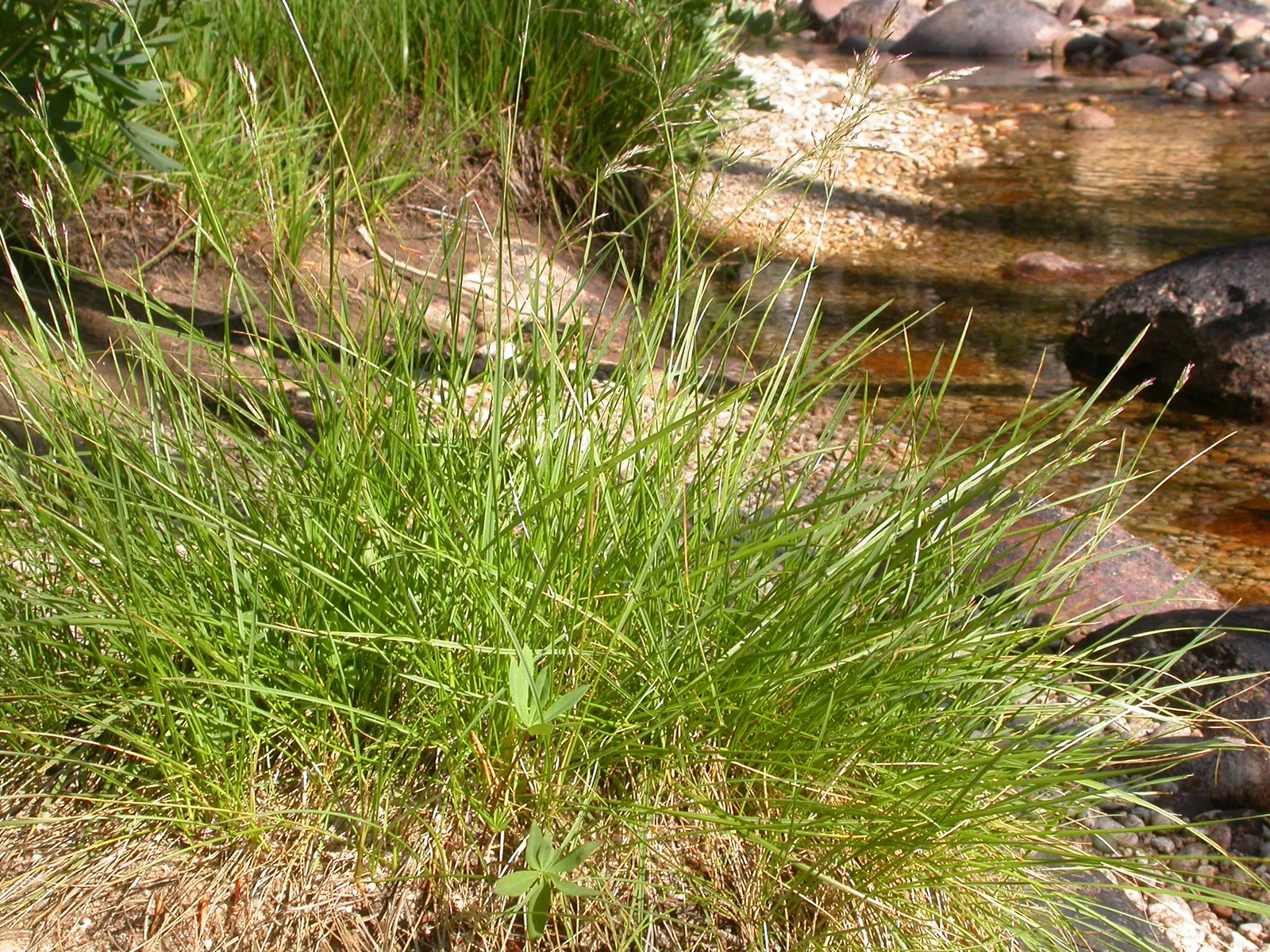 Tufted Hair Grass (Deschampsia Cespitosa) — rising above bright green foliage from late spring to midsummer; cool-season perennial that adds, image 74
