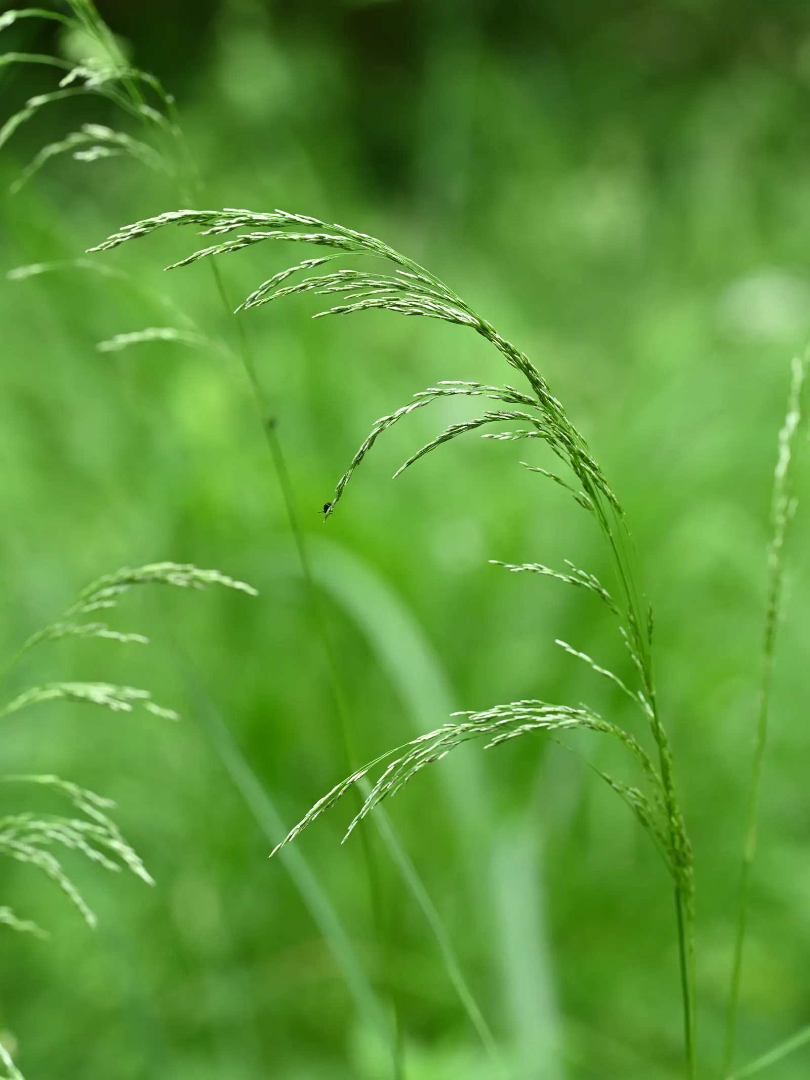 Tufted Hair Grass (Deschampsia Cespitosa) — fine-textured ornamental grass standing 2-3 feet tall with a similar spread; showcasing its adaptability to a wide