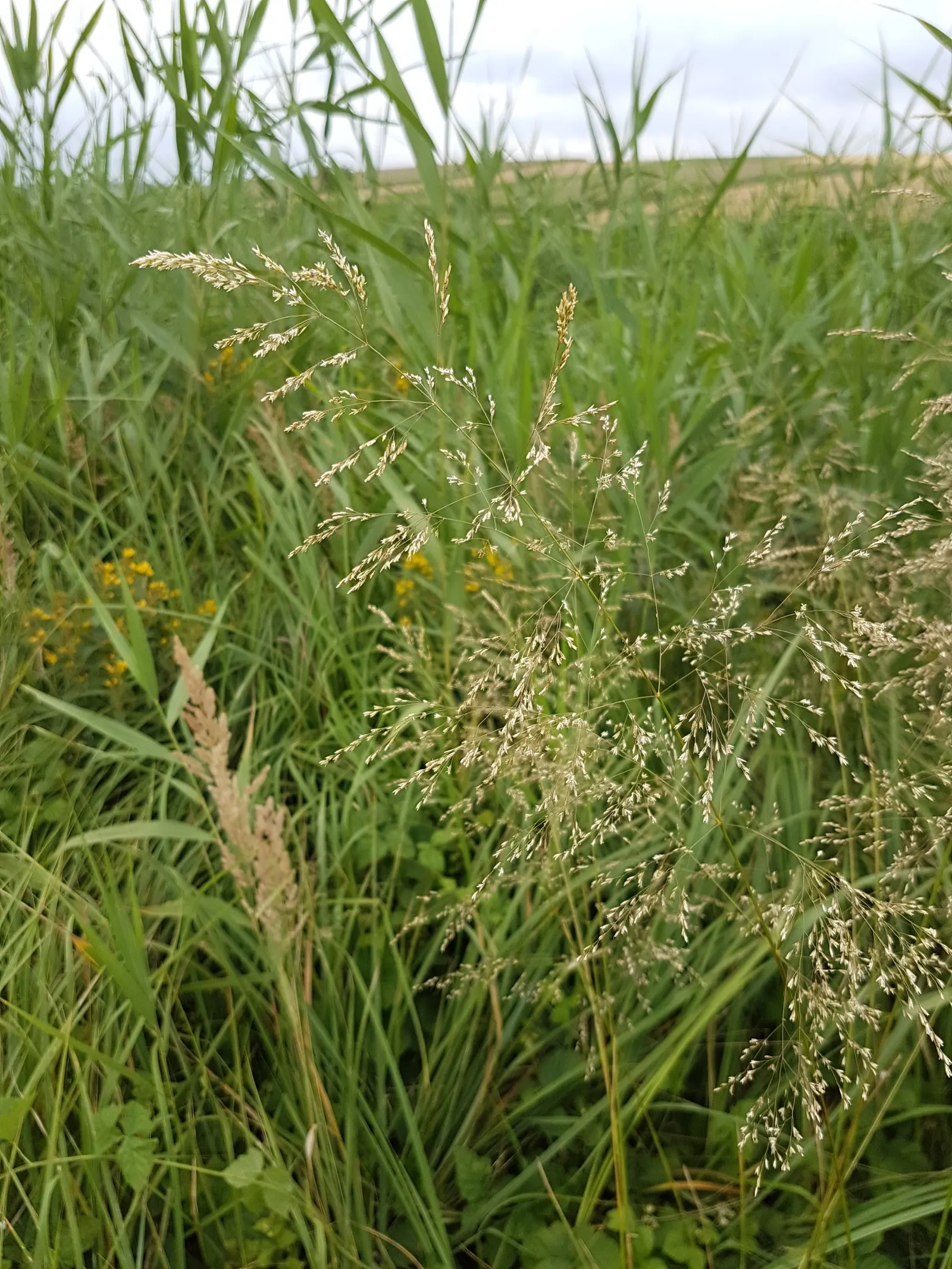 Tufted Hair Grass (Deschampsia Cespitosa) — showcasing its adaptability to a wide range of climatic conditions; rising above bright green foliage, image 57