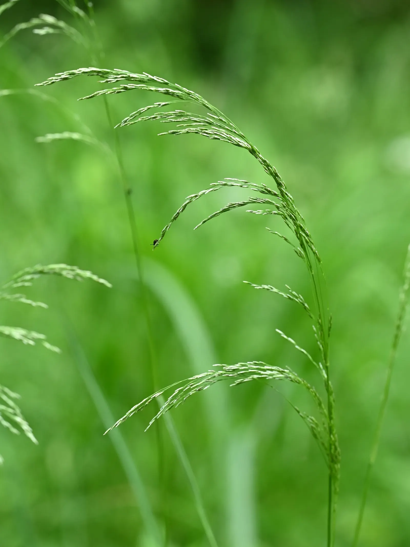 Tufted Hair Grass (Deschampsia Cespitosa) — Sturdy evergreen clumps boast airy; its naturalistic form can soften hard edges in garden designs