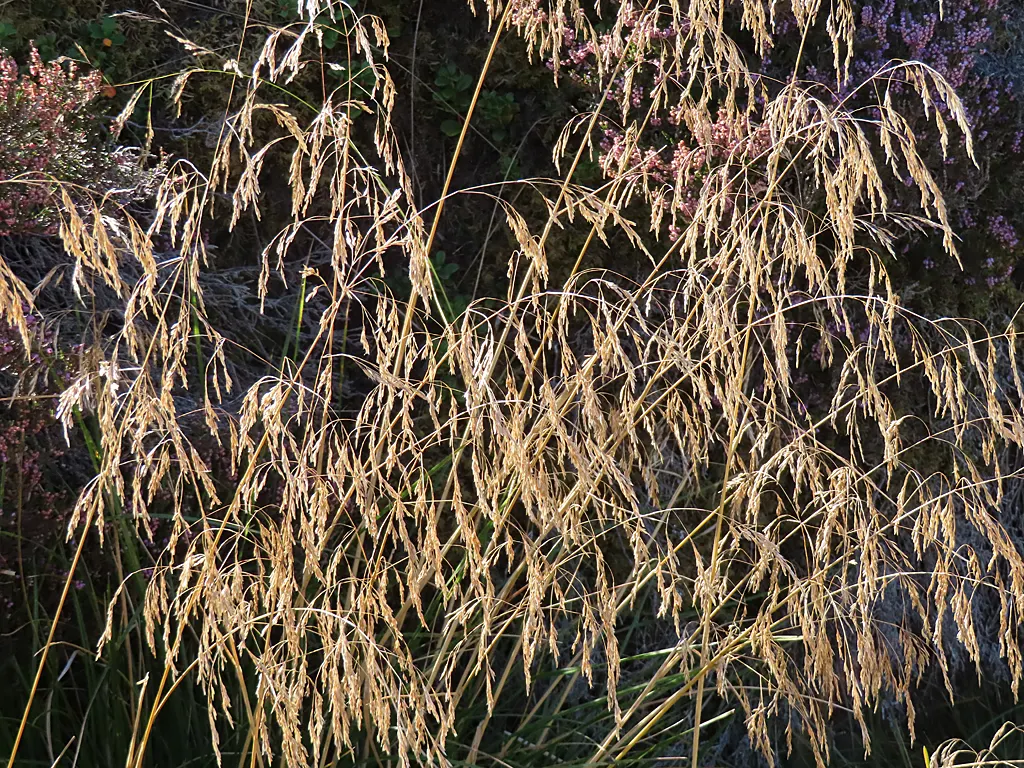 Tufted Hair Grass (Deschampsia Cespitosa) — fine-textured ornamental grass standing 2-3 feet tall with a similar spread; showcasing its, image 94