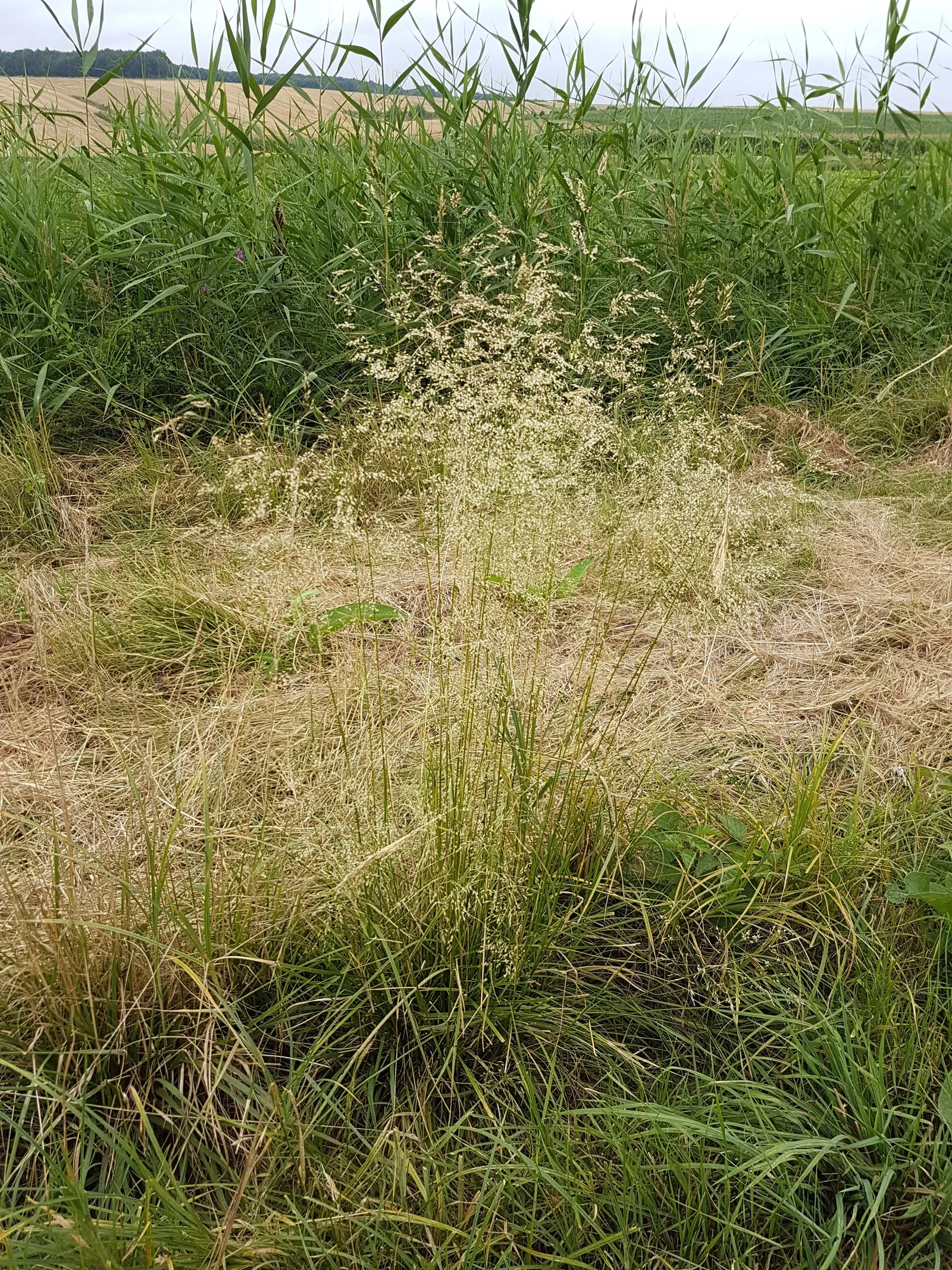 Tufted Hair Grass (Deschampsia Cespitosa) — providing year-round visual interest; creating a stunning display when backlit by the, image 85