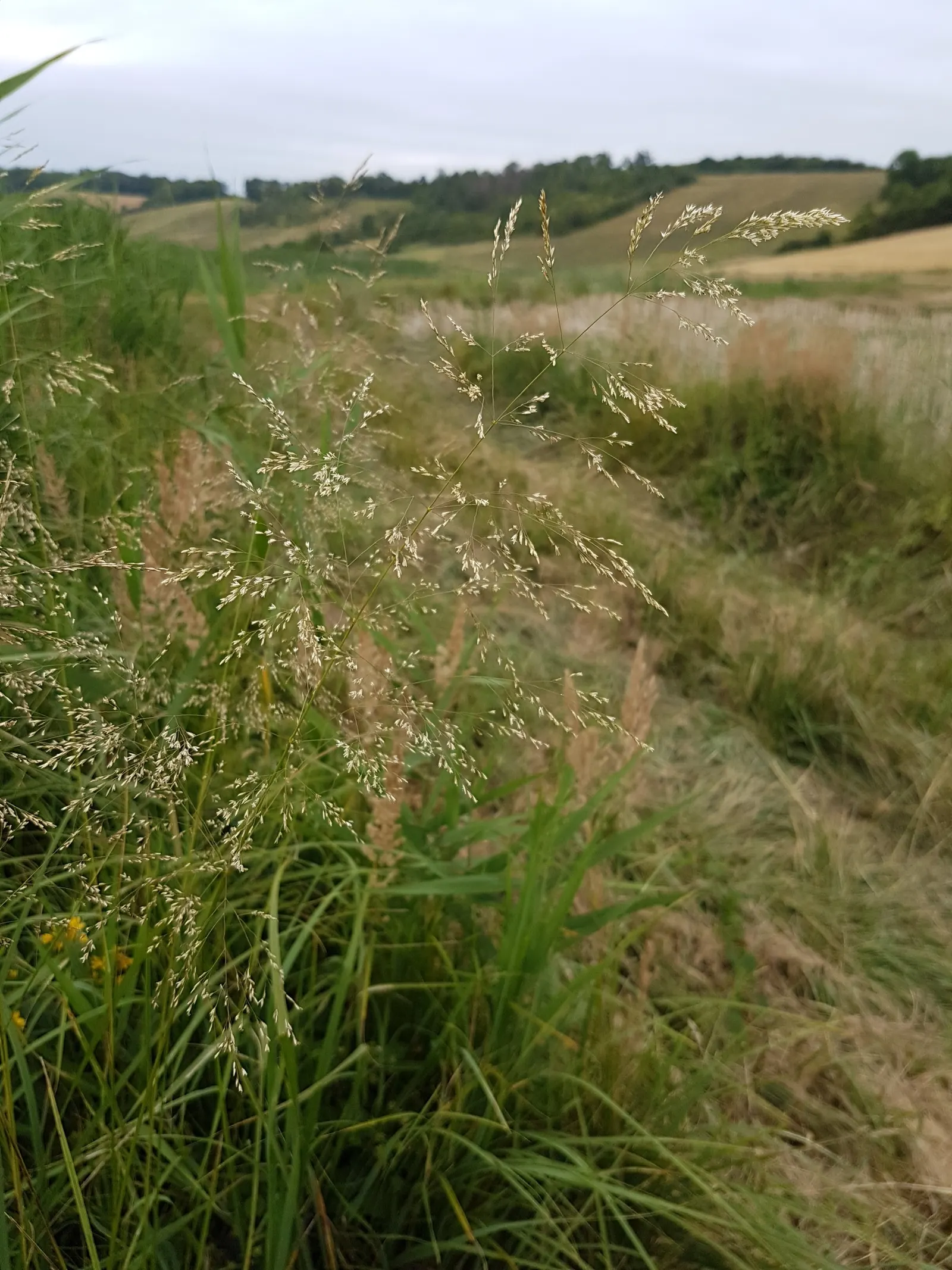 Tufted Hair Grass (Deschampsia Cespitosa) — Prefers moist, well-drained soil in full sun to part shade