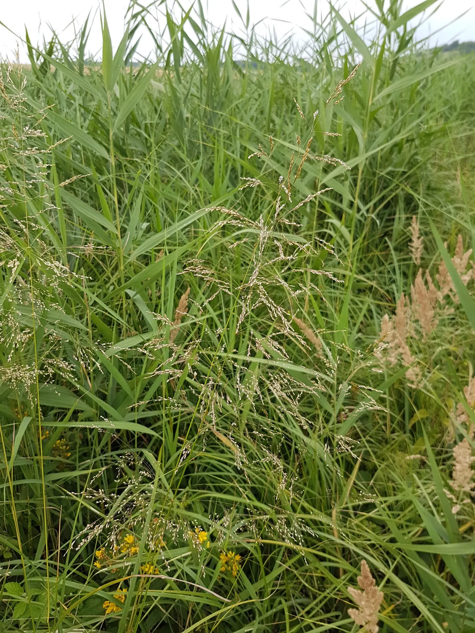 Tufted Hair Grass (Deschampsia Cespitosa) — this clump-forming ornamental grass reaches heights of 2 to 3 feet with a spread of about 1 to 2 feet, image 102
