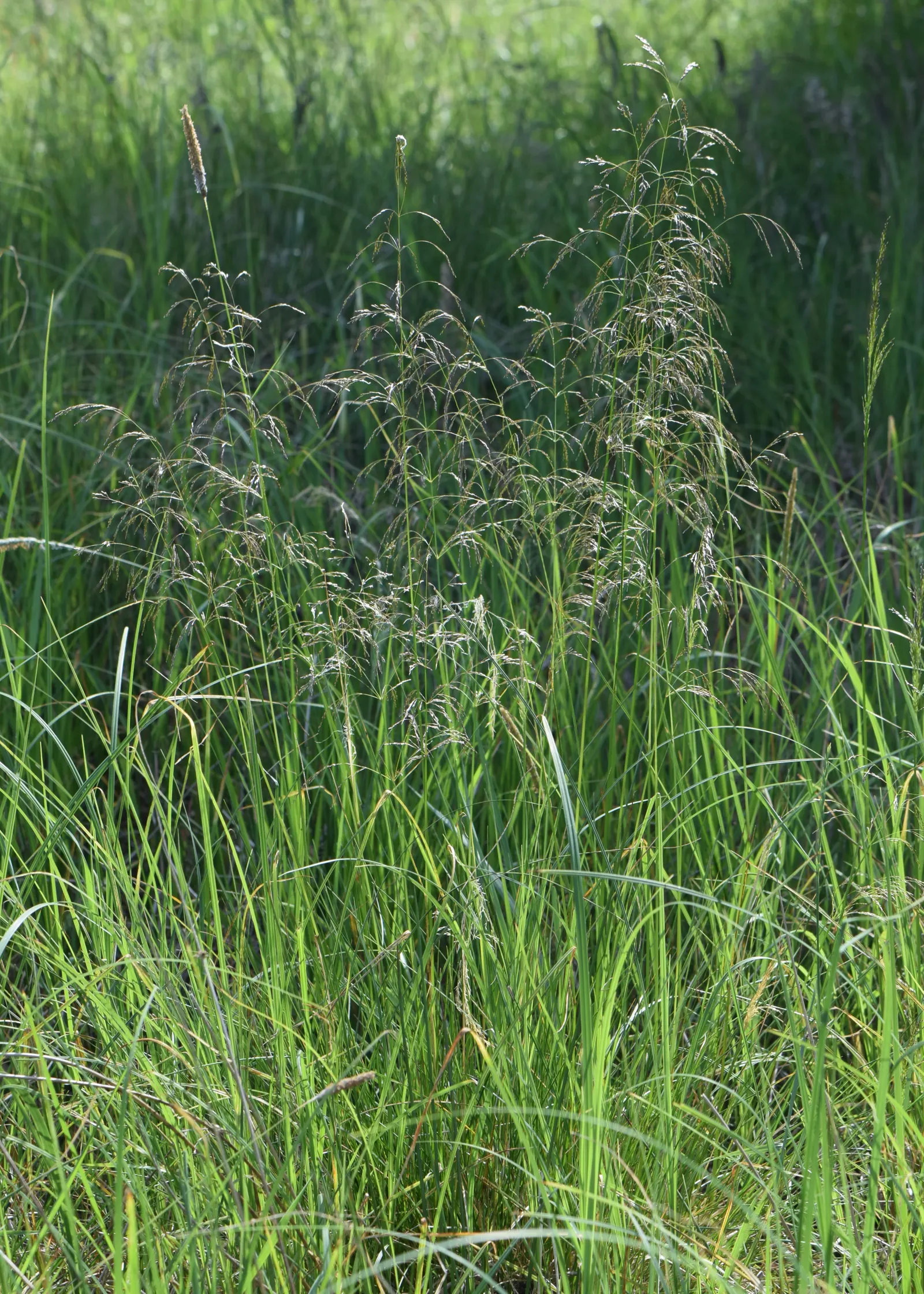 Tufted Hair Grass (Deschampsia Cespitosa) — Tufted Hair Grass assumes a light green shade that transitions to golden-yellow hues in autumn