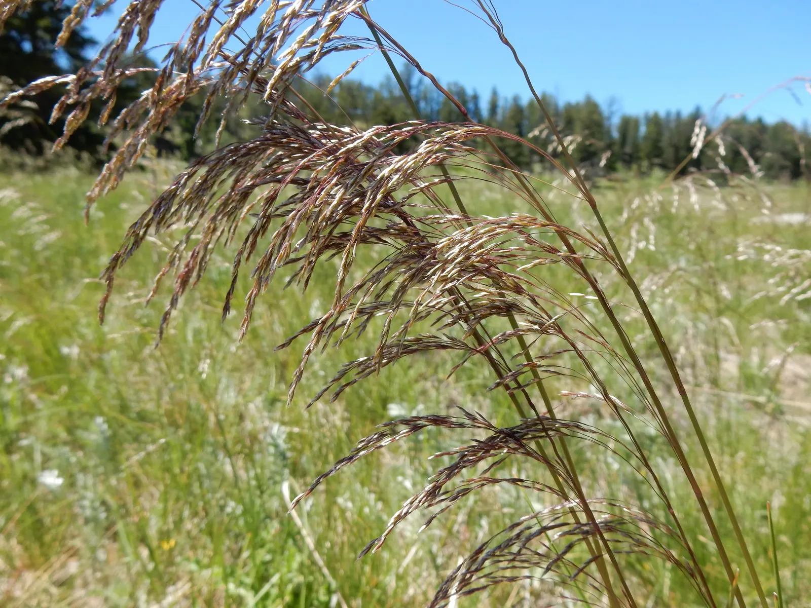 Tufted Hair Grass (Deschampsia Cespitosa) — Sturdy evergreen clumps boast airy; its naturalistic form can soften hard edges in garden designs, image 95