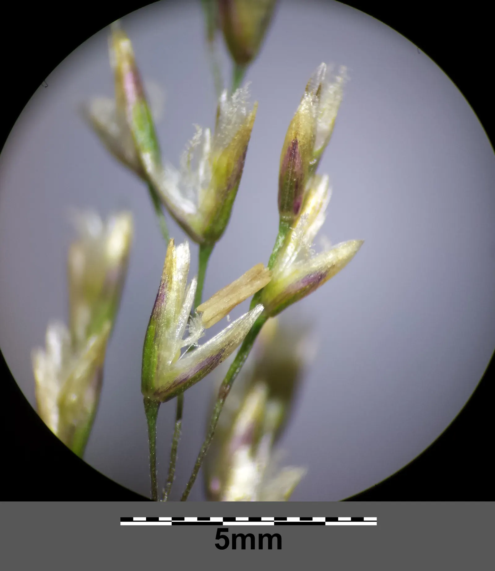 Tufted Hair Grass (Deschampsia Cespitosa) — grass / perennial with yellow blooms; though it grows best in moist, image 91