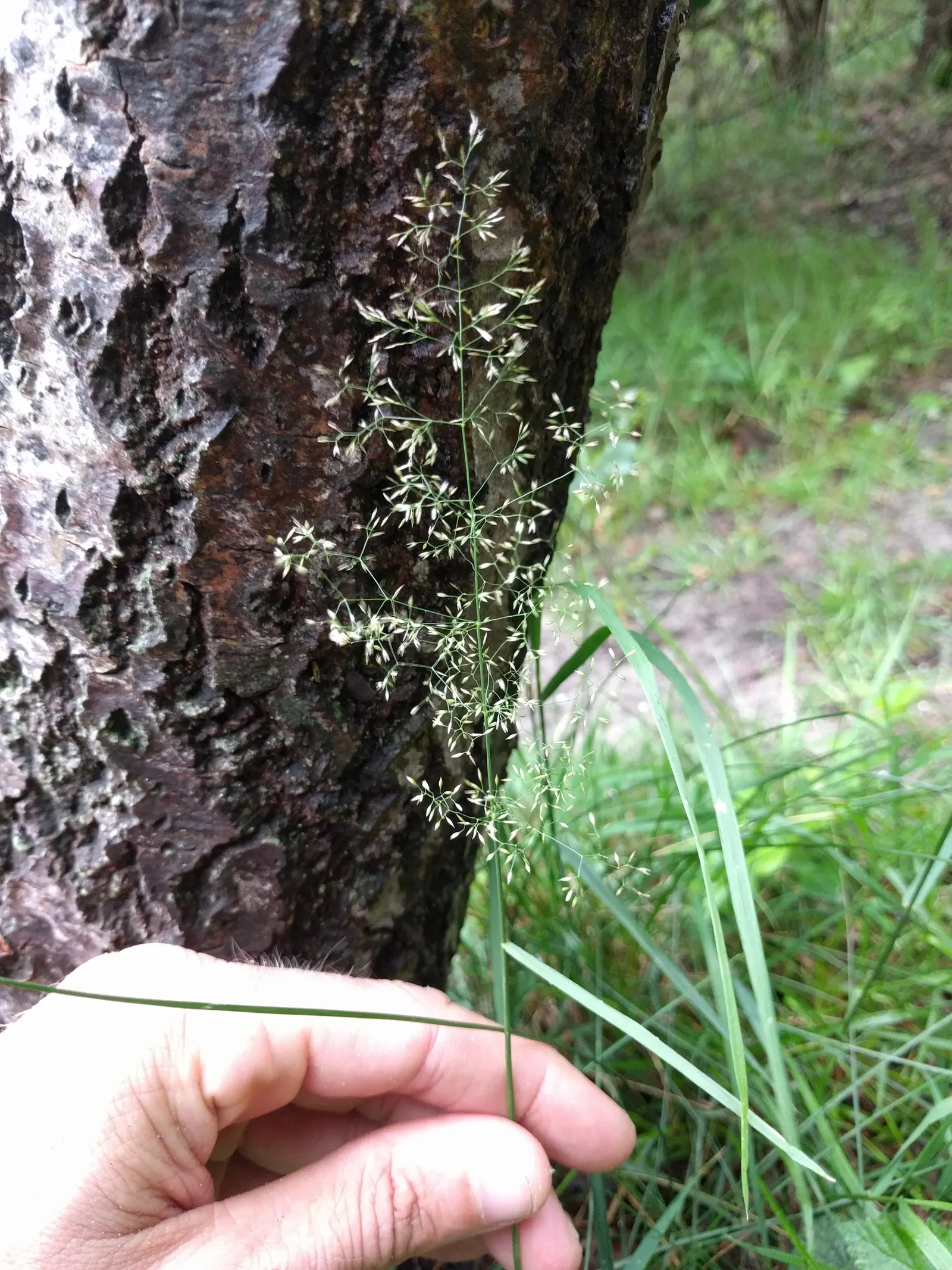 Tufted Hair Grass (Deschampsia Cespitosa) — Sturdy evergreen clumps boast airy; its naturalistic form can soften hard edges in garden designs, image 49