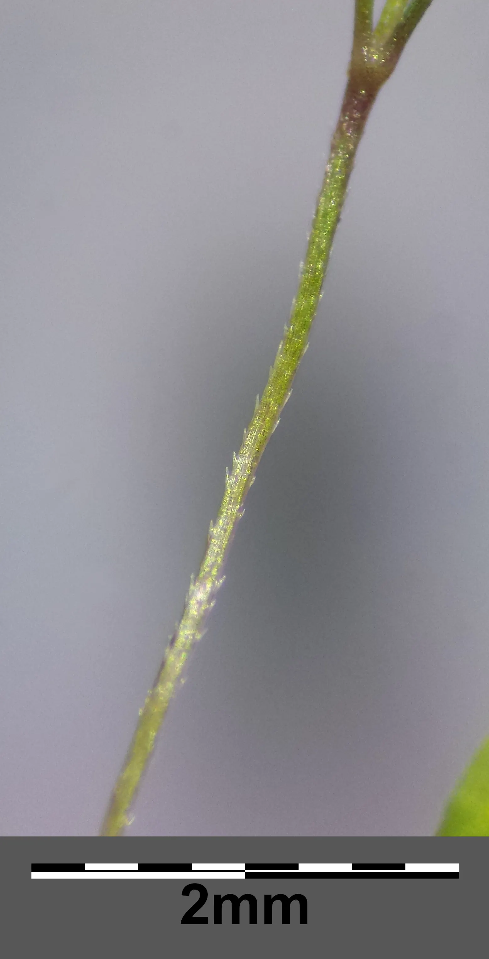 Tufted Hair Grass (Deschampsia Cespitosa) — open panicles that rise above the foliage in summer