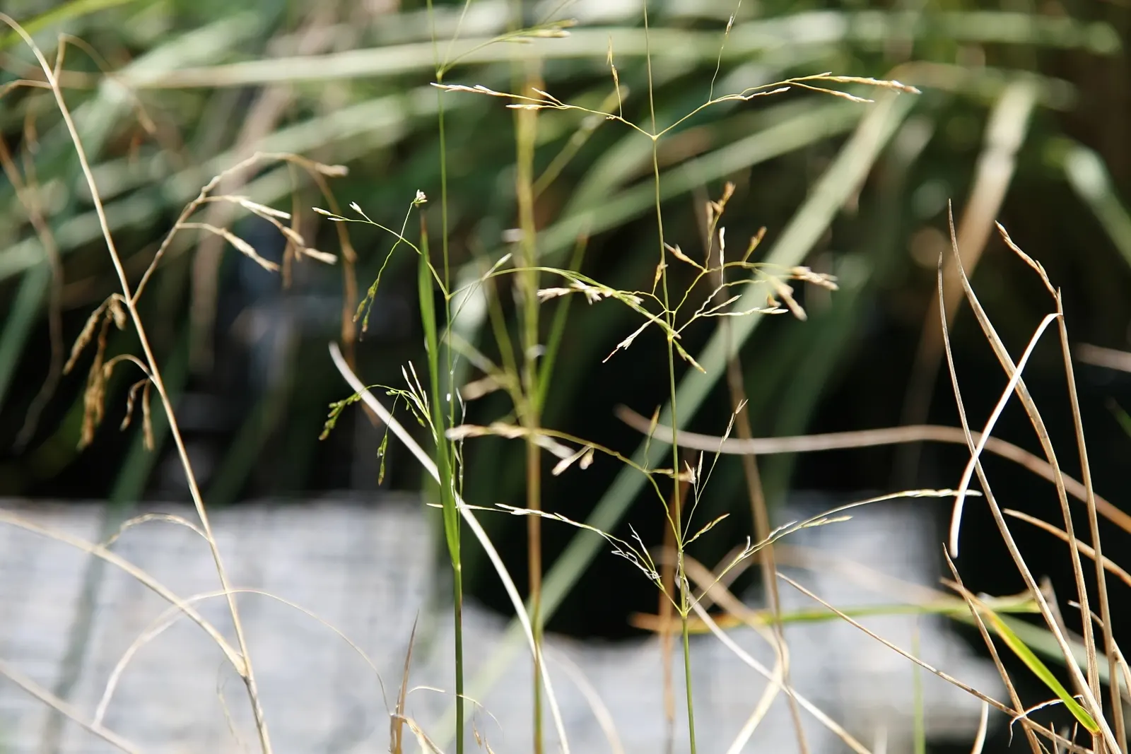Tufted Hair Grass (Deschampsia Cespitosa) — This hardy grass prefers full sun to partial shade and is known for its tolerance of various soil types, image 58
