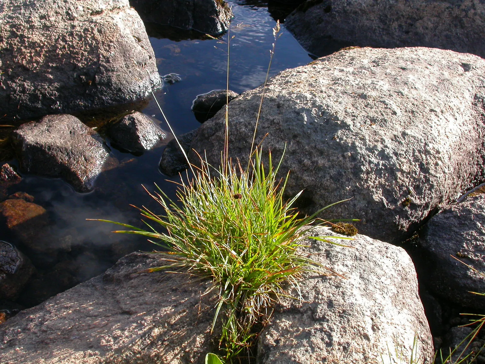 Tufted Hair Grass (Deschampsia Cespitosa) — cool-season perennial that adds delicate texture and movement to any landscape design; open panicles, image 78