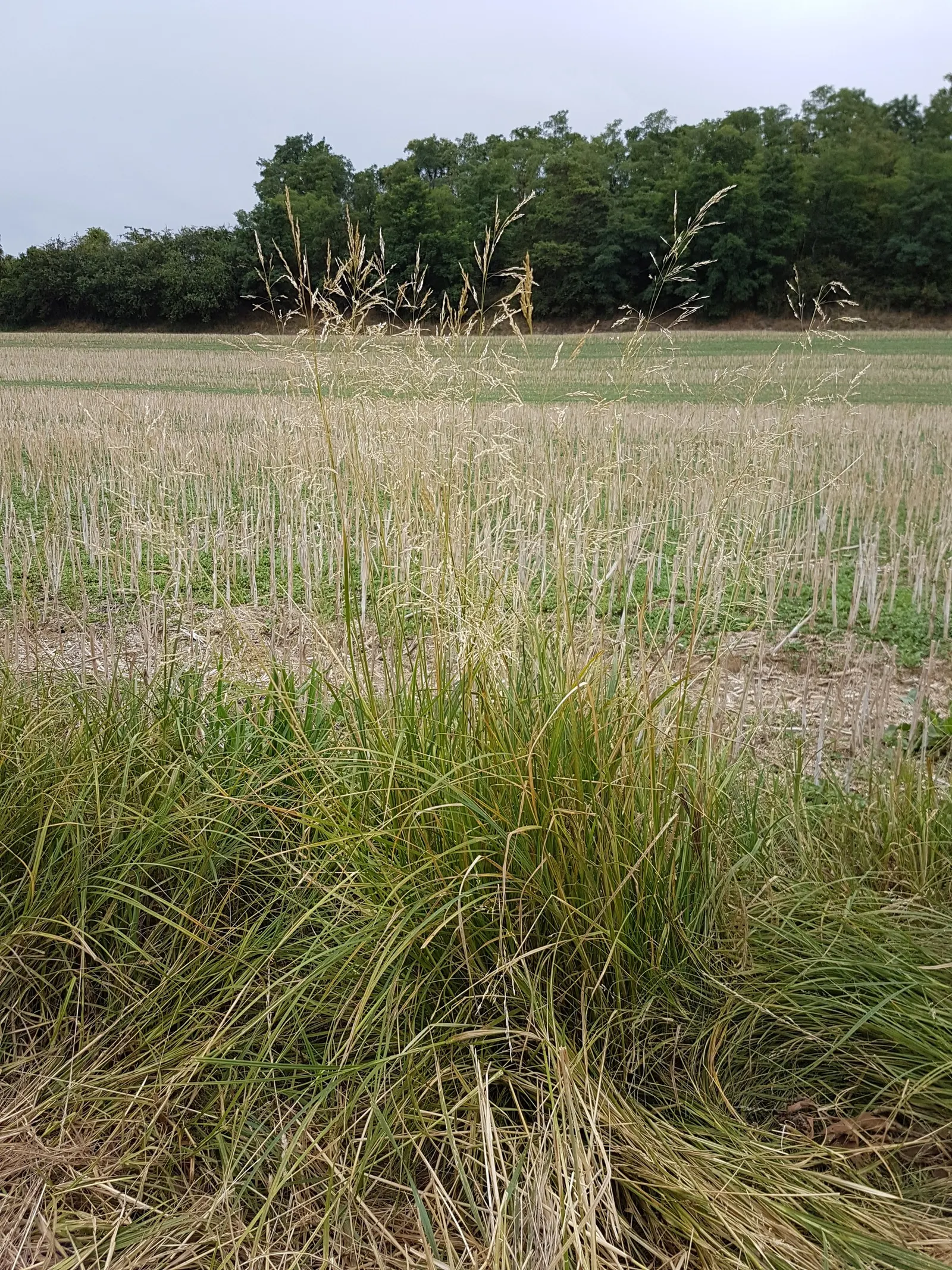 Tufted Hair Grass (Deschampsia Cespitosa) — Prefers moist, well-drained soil in full sun to part shade; providing year-round visual interest, image 75