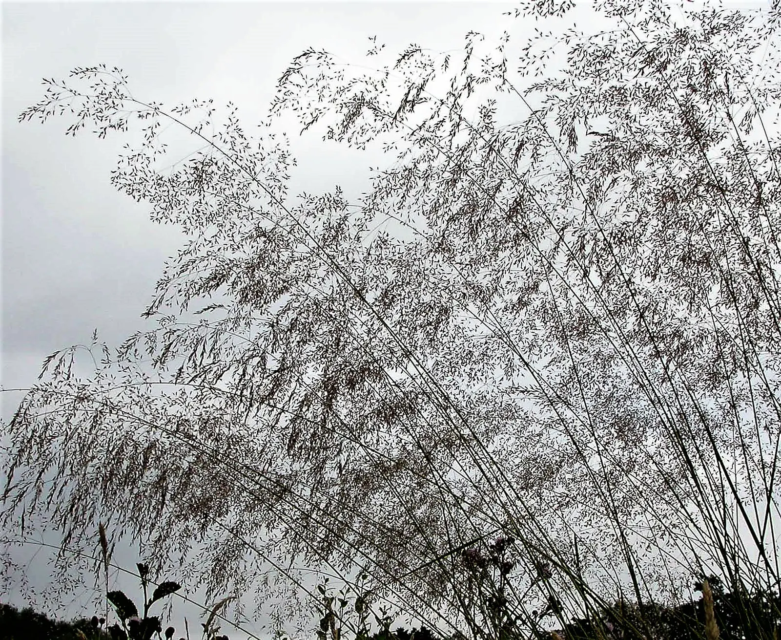 Tufted Hair Grass (Deschampsia Cespitosa) — showcasing its adaptability to a wide range of climatic conditions
