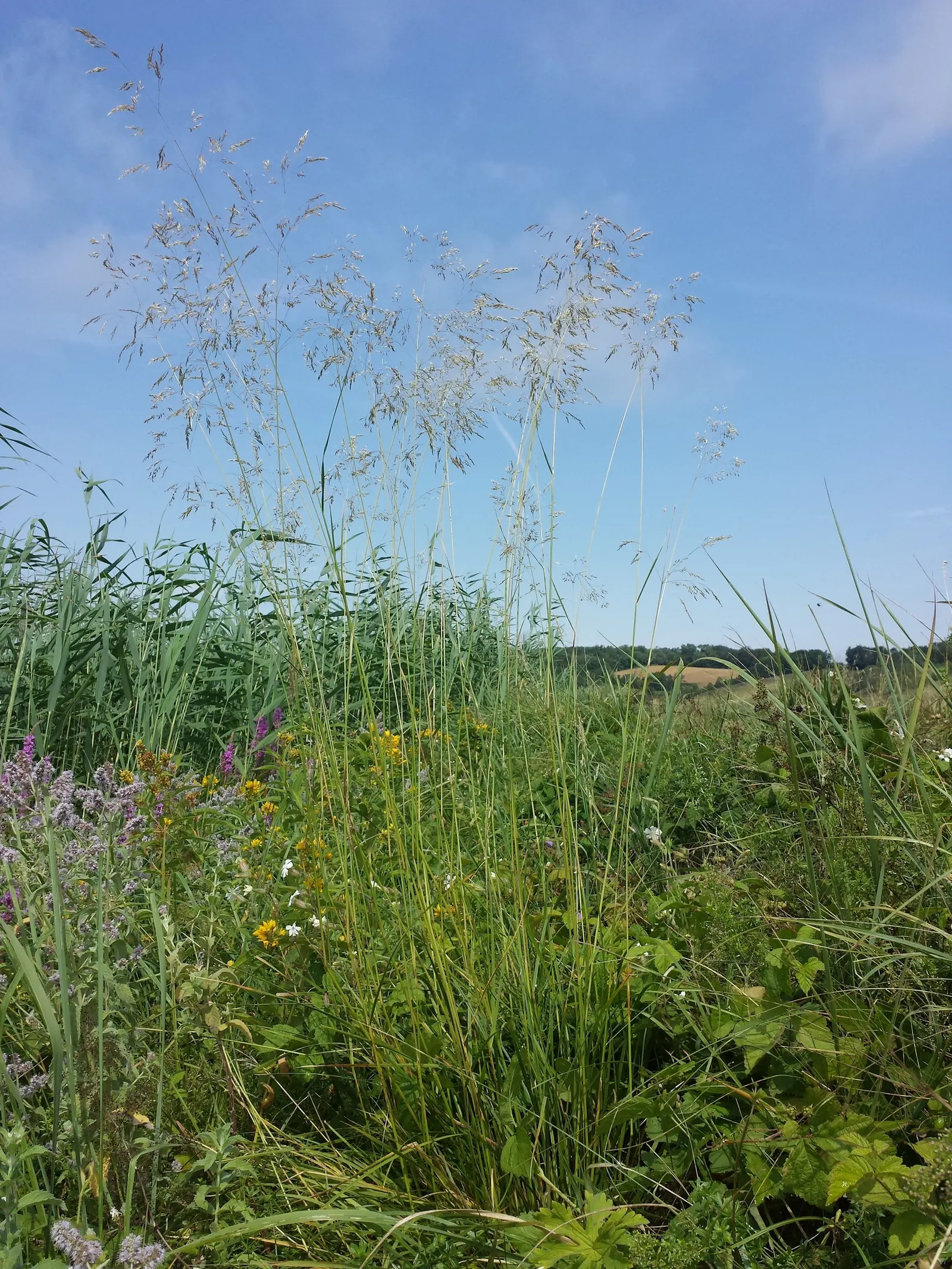 Tufted Hair Grass (Deschampsia Cespitosa) — fine-textured ornamental grass standing 2-3 feet tall with a similar spread; showcasing its, image 48