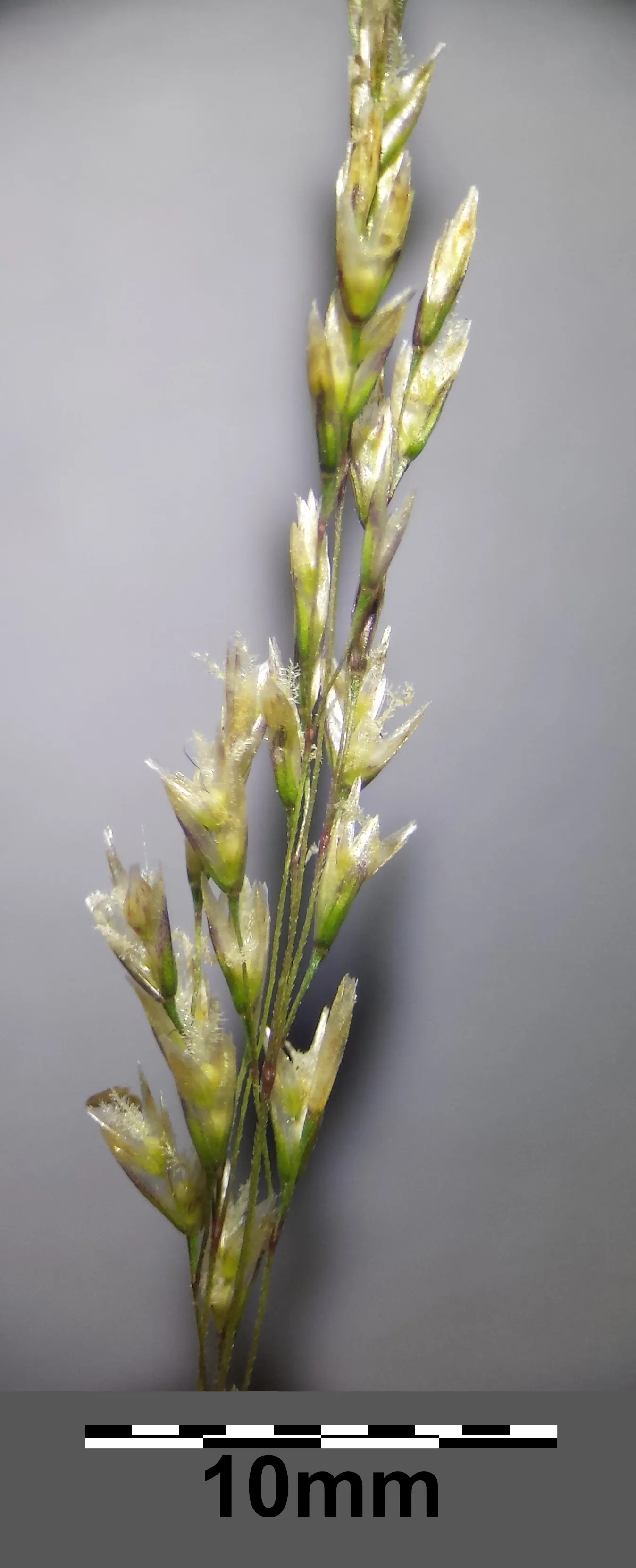 Tufted Hair Grass (Deschampsia Cespitosa) — scientifically known as Deschampsia cespitosa; hardy, low-maintenance, and provides graceful movement, image 100