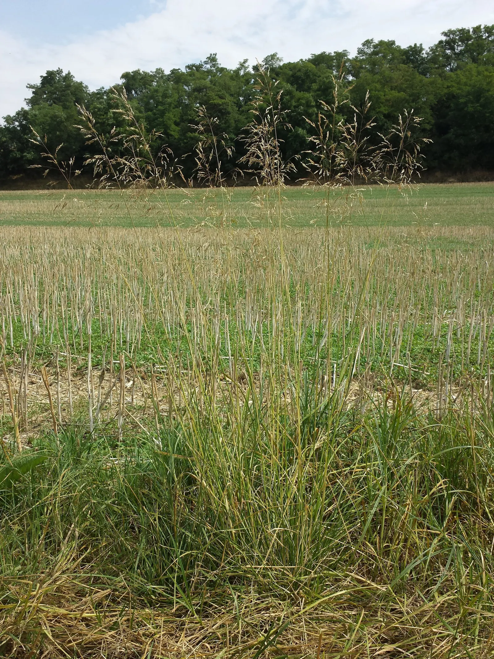 Tufted Hair Grass (Deschampsia Cespitosa) — this clump-forming ornamental grass reaches heights of 2 to 3 feet with a spread of about 1 to 2 feet; yellow