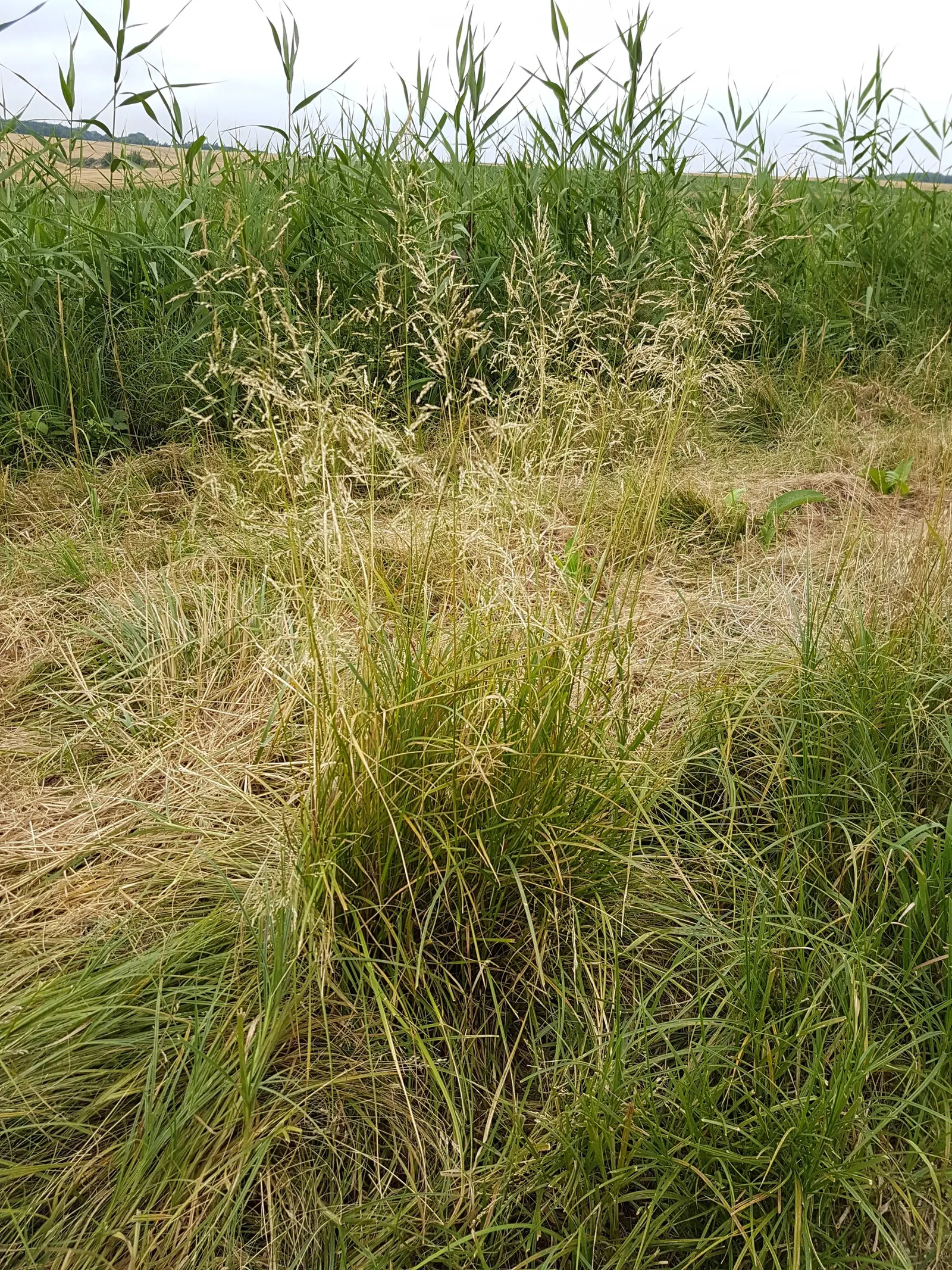 Tufted Hair Grass (Deschampsia Cespitosa) — though it grows best in moist; blend seamlessly into meadow plantings, image 82