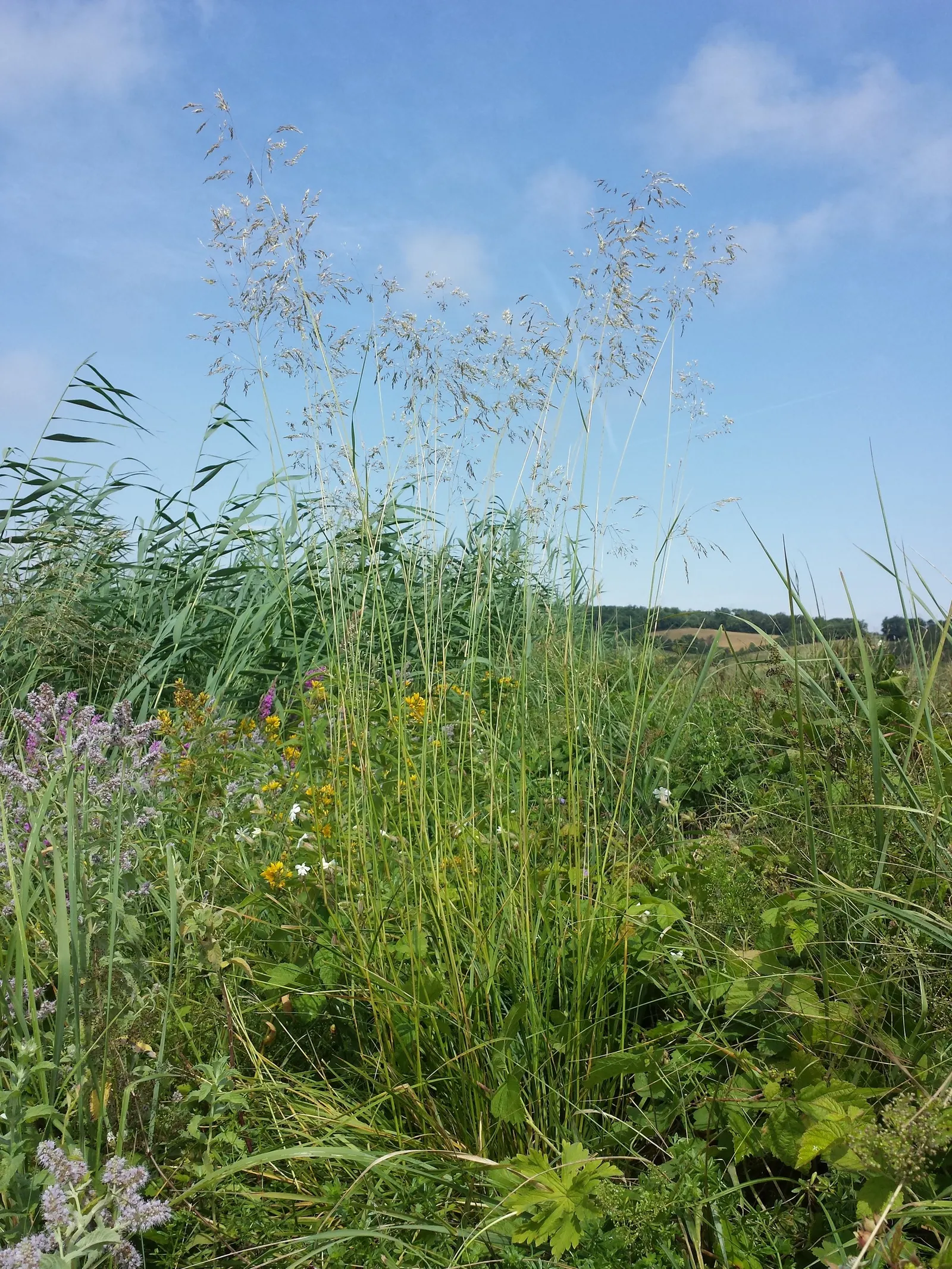 Tufted Hair Grass (Deschampsia Cespitosa) — though it grows best in moist; blend seamlessly into meadow plantings