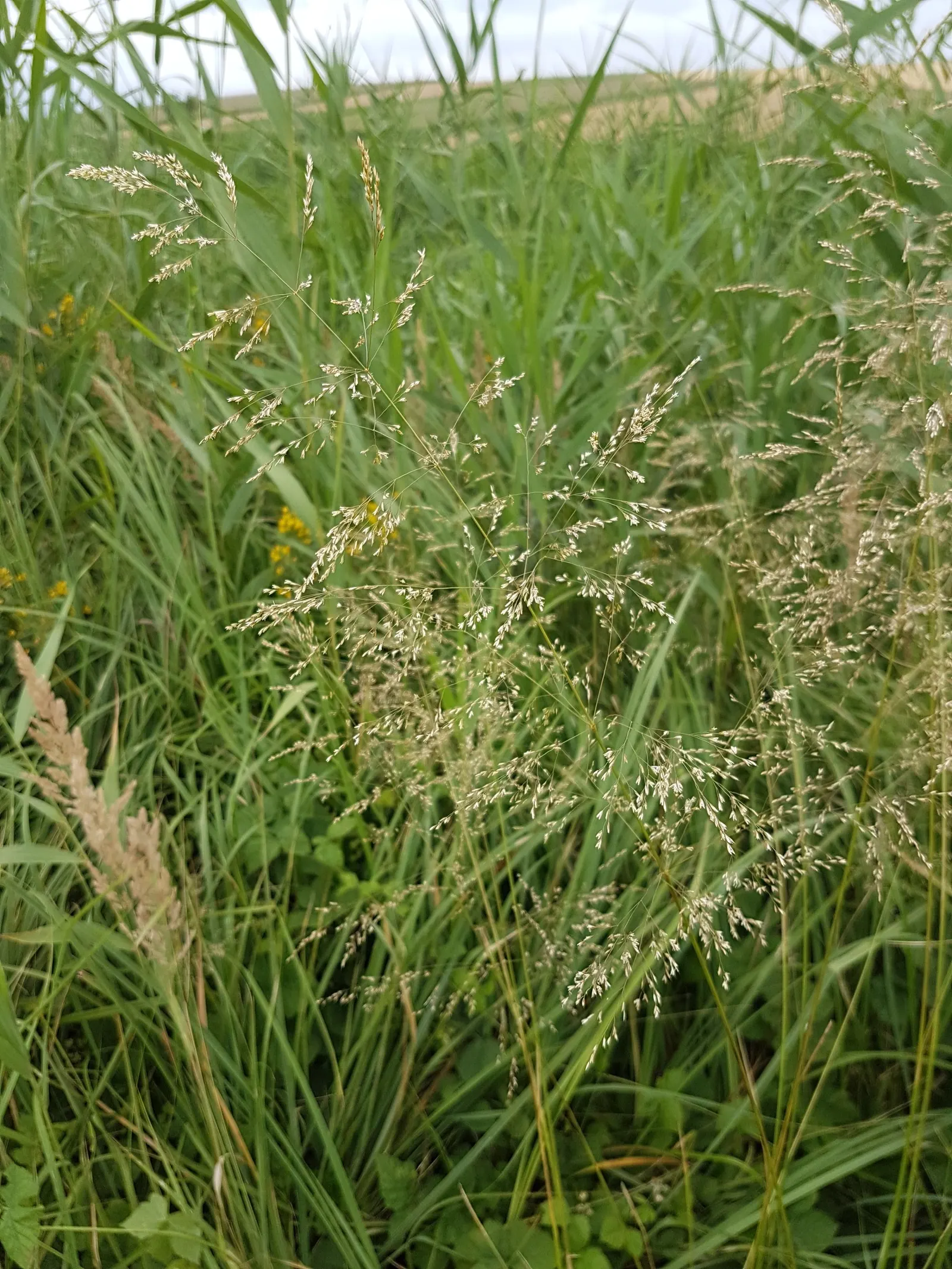 Tufted Hair Grass (Deschampsia Cespitosa) — showcasing its adaptability to a wide range of climatic conditions; rising above bright green foliage from late
