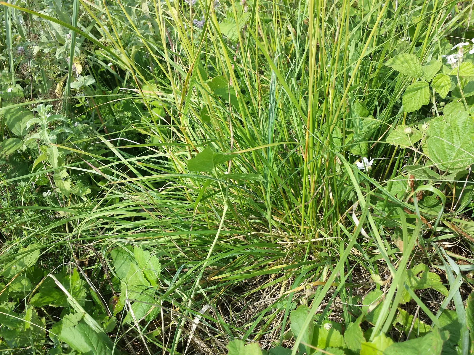 Tufted Hair Grass (Deschampsia Cespitosa) — delicate flower panicles that shimmer golden in sunlight; fine-textured ornamental grass standing 2-3, image 50