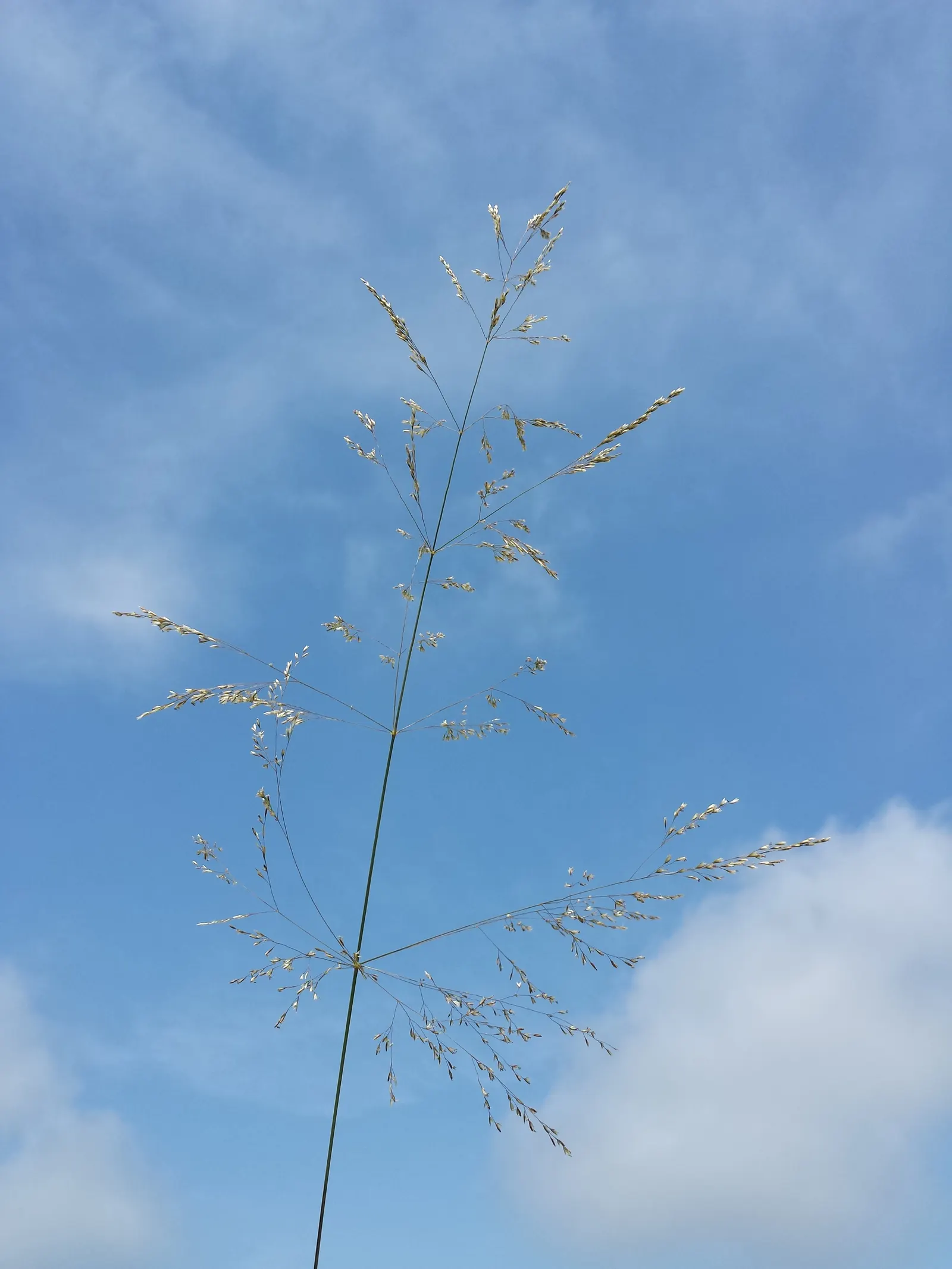 Tufted Hair Grass (Deschampsia Cespitosa) — Prefers moist, well-drained soil in full sun to part shade; providing year-round visual interest, image 52