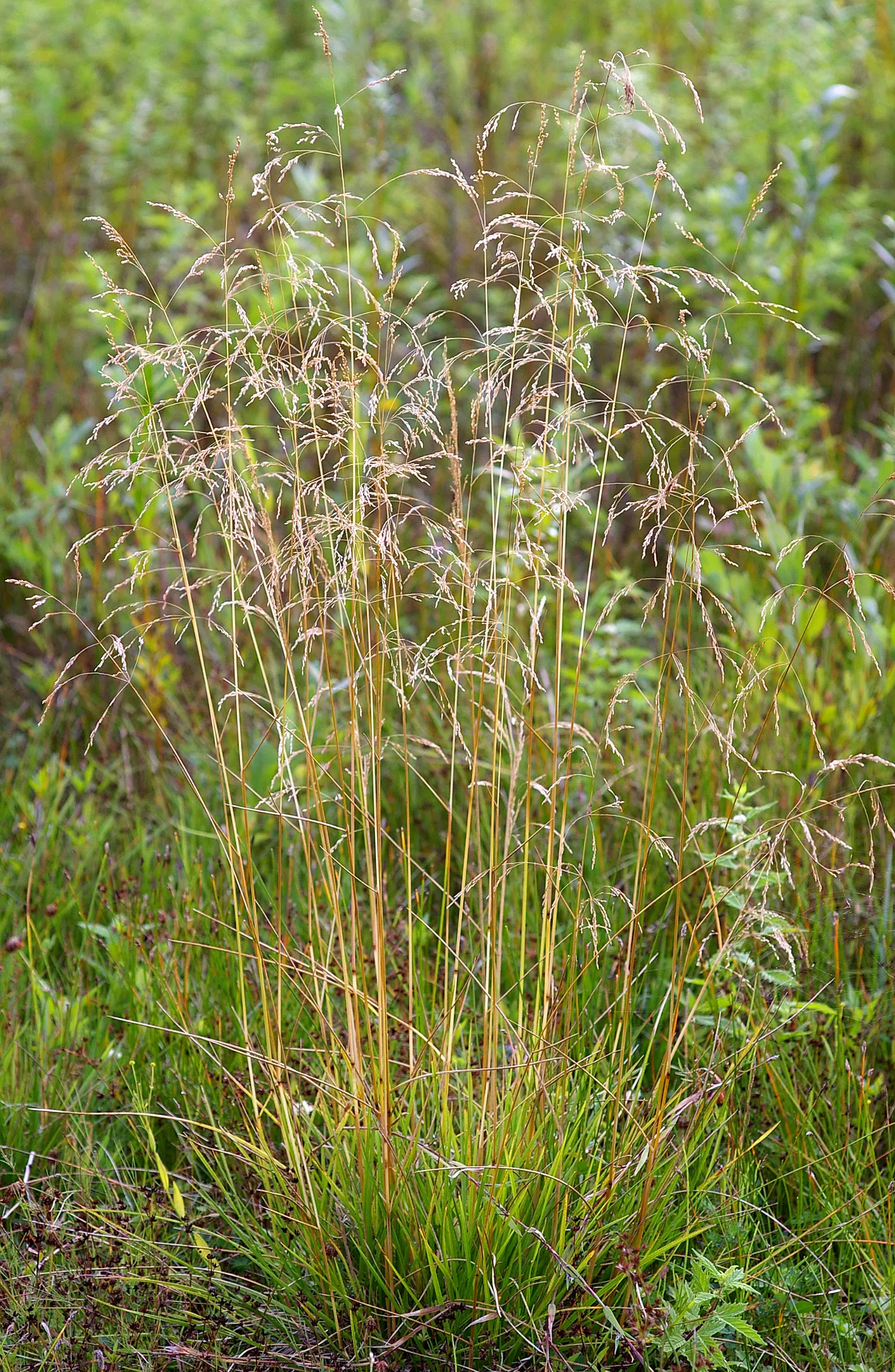 Tufted Hair Grass (Deschampsia Cespitosa) — Prefers moist, well-drained soil in full sun to part shade; providing year-round visual interest, image 98