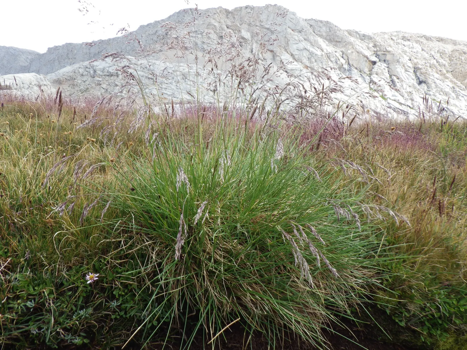 Tufted Hair Grass (Deschampsia Cespitosa) — blend seamlessly into meadow plantings; tufted Hair Grass assumes a light green shade that transitions, image 88