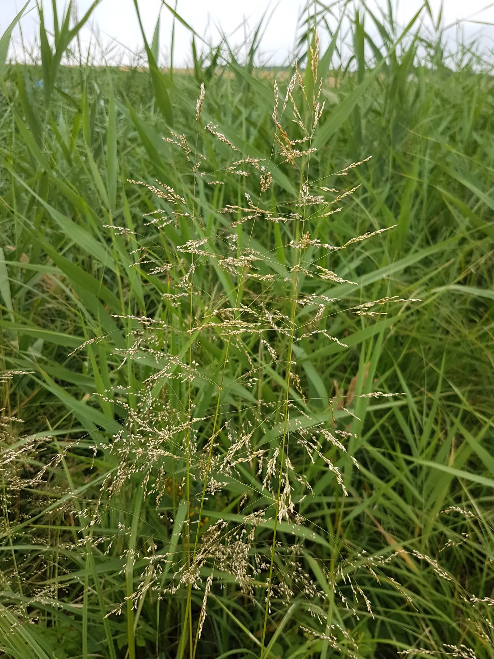 Tufted Hair Grass (Deschampsia Cespitosa) — This hardy grass prefers full sun to partial shade and is known for its tolerance of various soil types, image 35